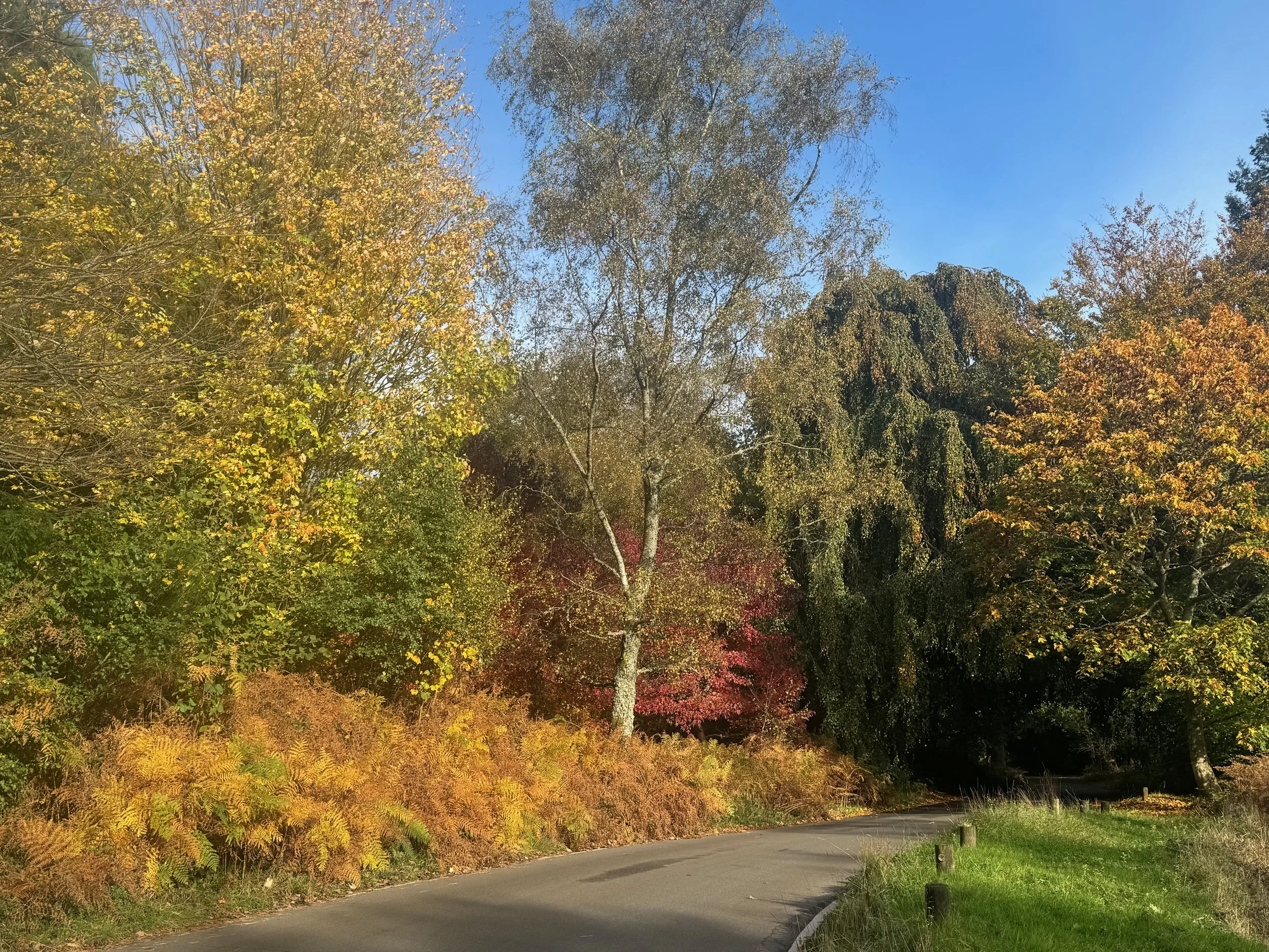 Colorful autumn leaves and a clear blue sky.