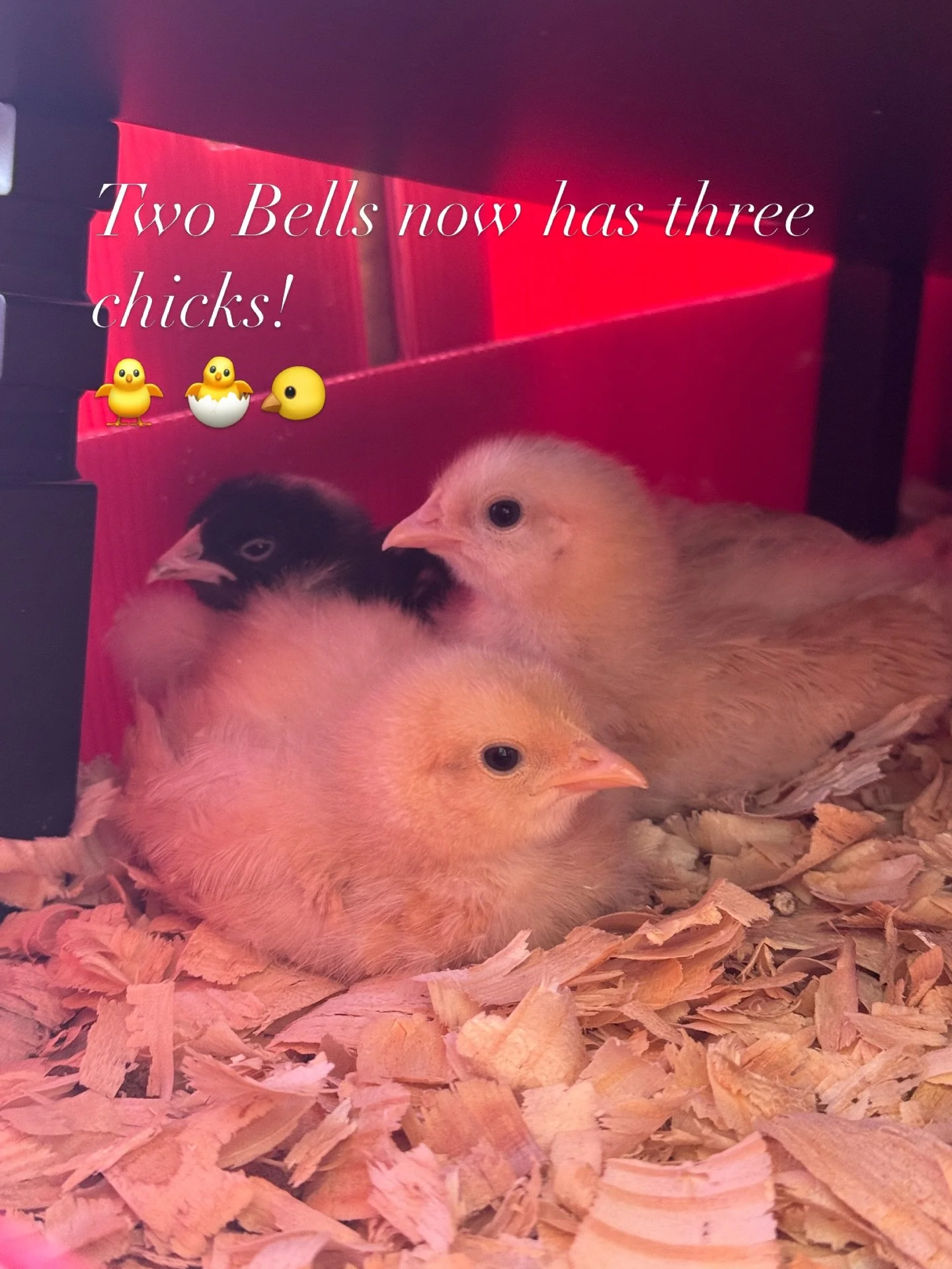 Fiona, Gwen and Tilly 💓
#twobellsct #chicks #ct #springhassprung 
thanks to @humblebeehatchery for our new editions!