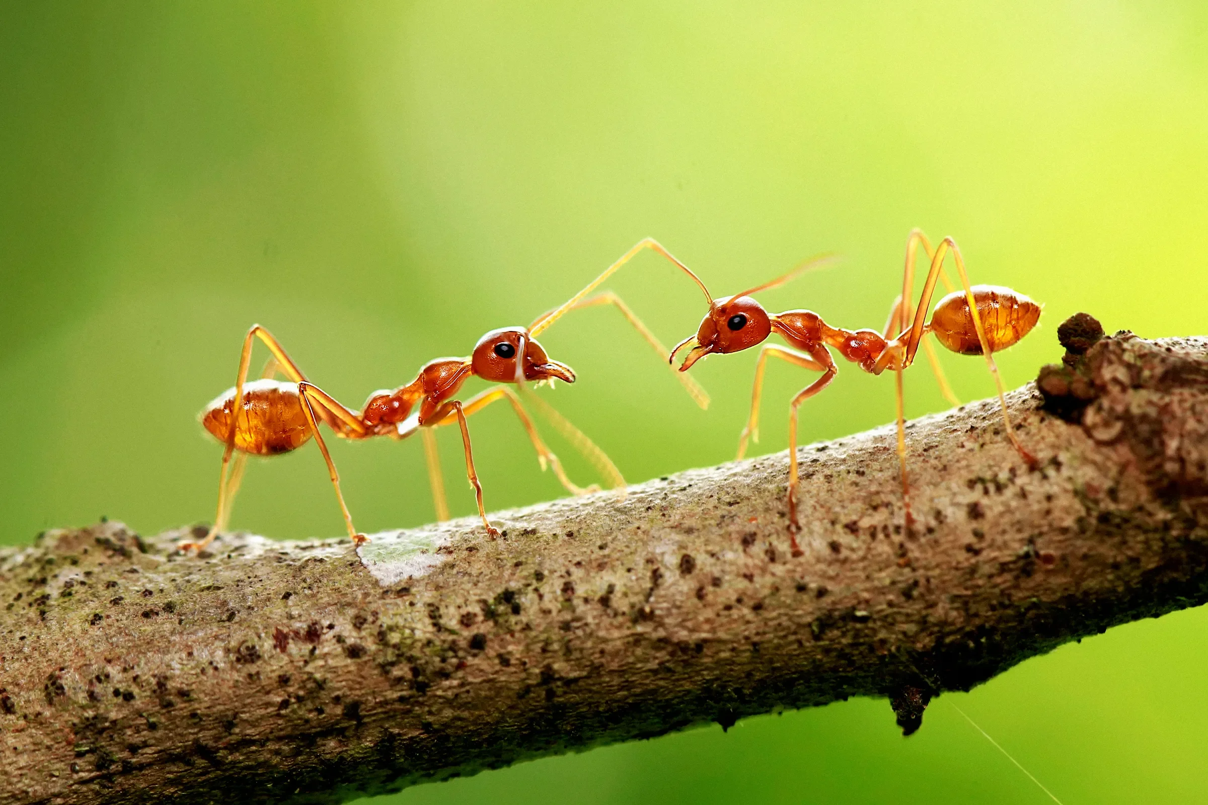 Ant-Smuggling-Epidemic-USDA-Layoffs-470170338.webp