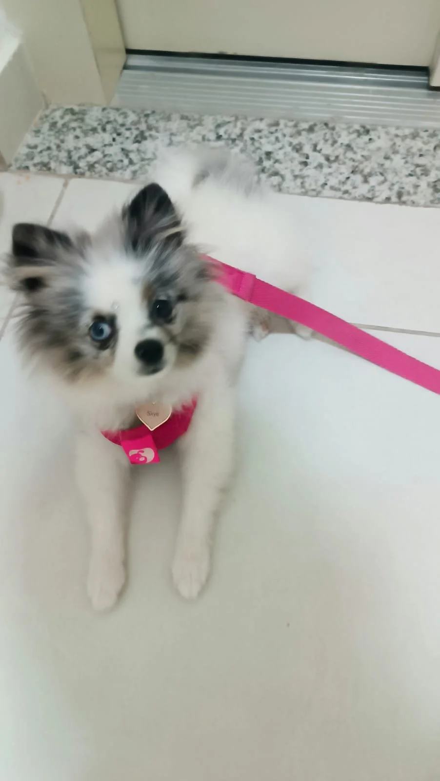 Adestramento de Cães: Por que você precisa começar agora