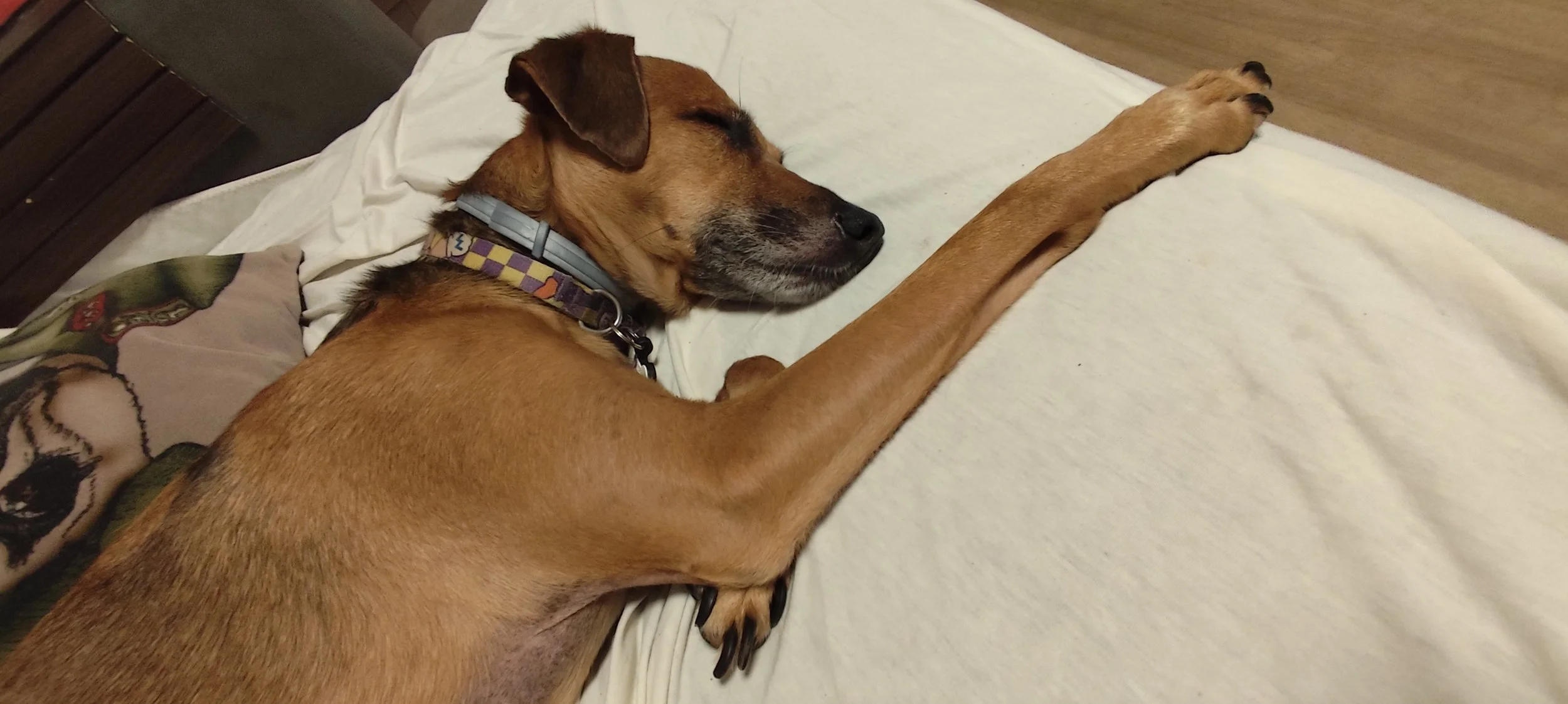 Ansiedade por Separação