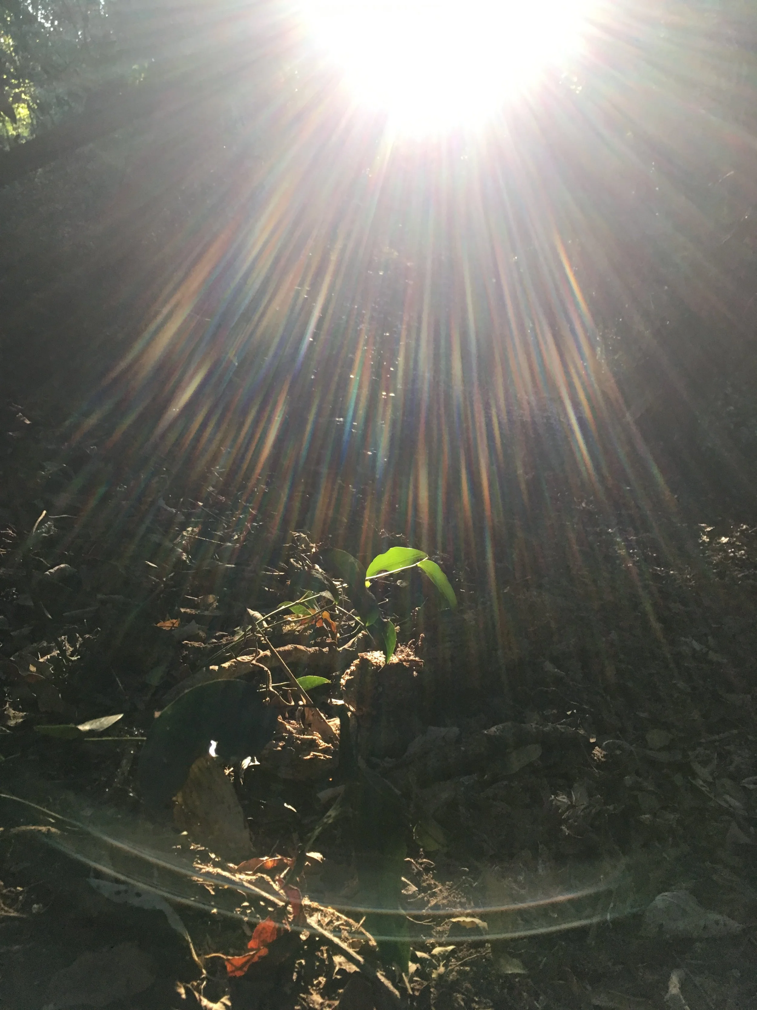 The resonance of presence: Sound therapy for wellbeing