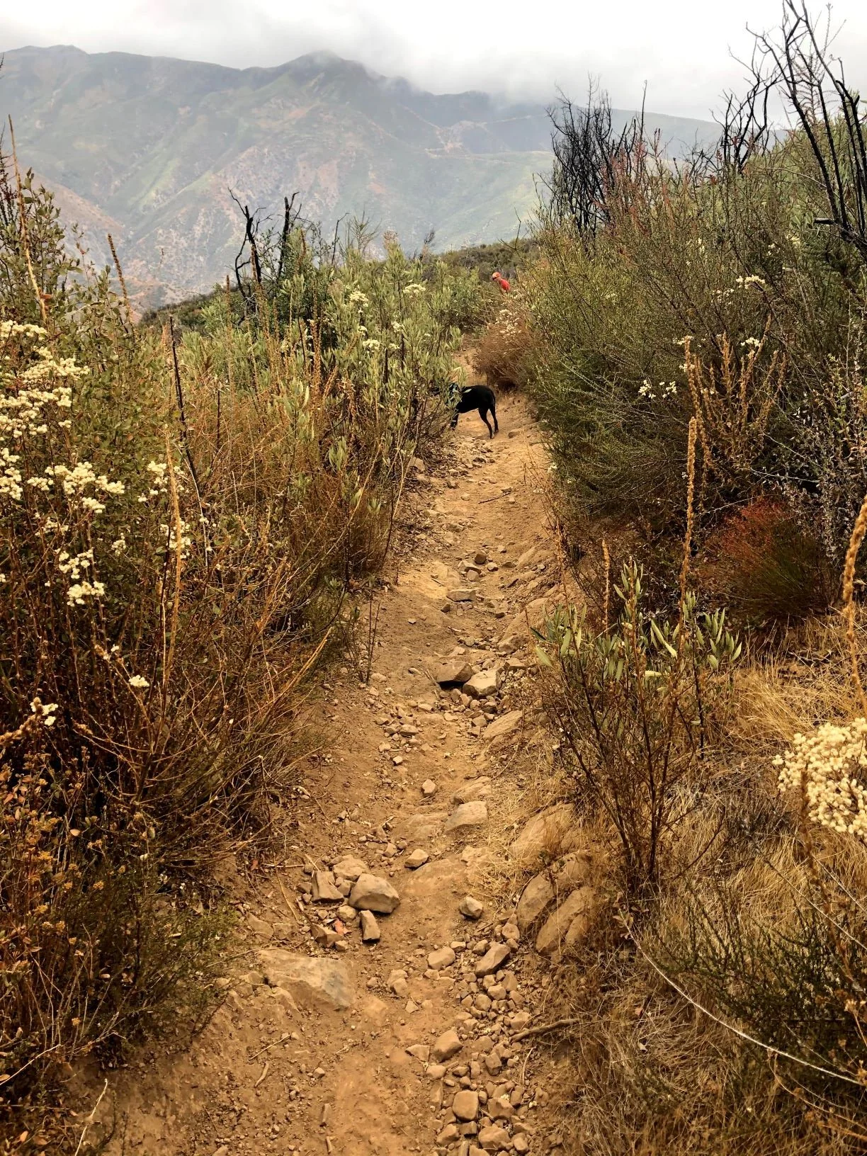 A narrow dirt trail with rocks runs through a desert landscape with dry bushes and wildflowers. Mountains are visible in the distance under cloudy skies, and a dog and a person in red are seen along the trail.