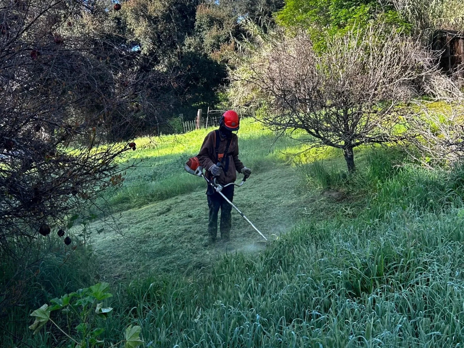A person wearing a red helmet and a brown jacket is using a string trimmer to cut grass in a green, wooded area with trees and bushes.