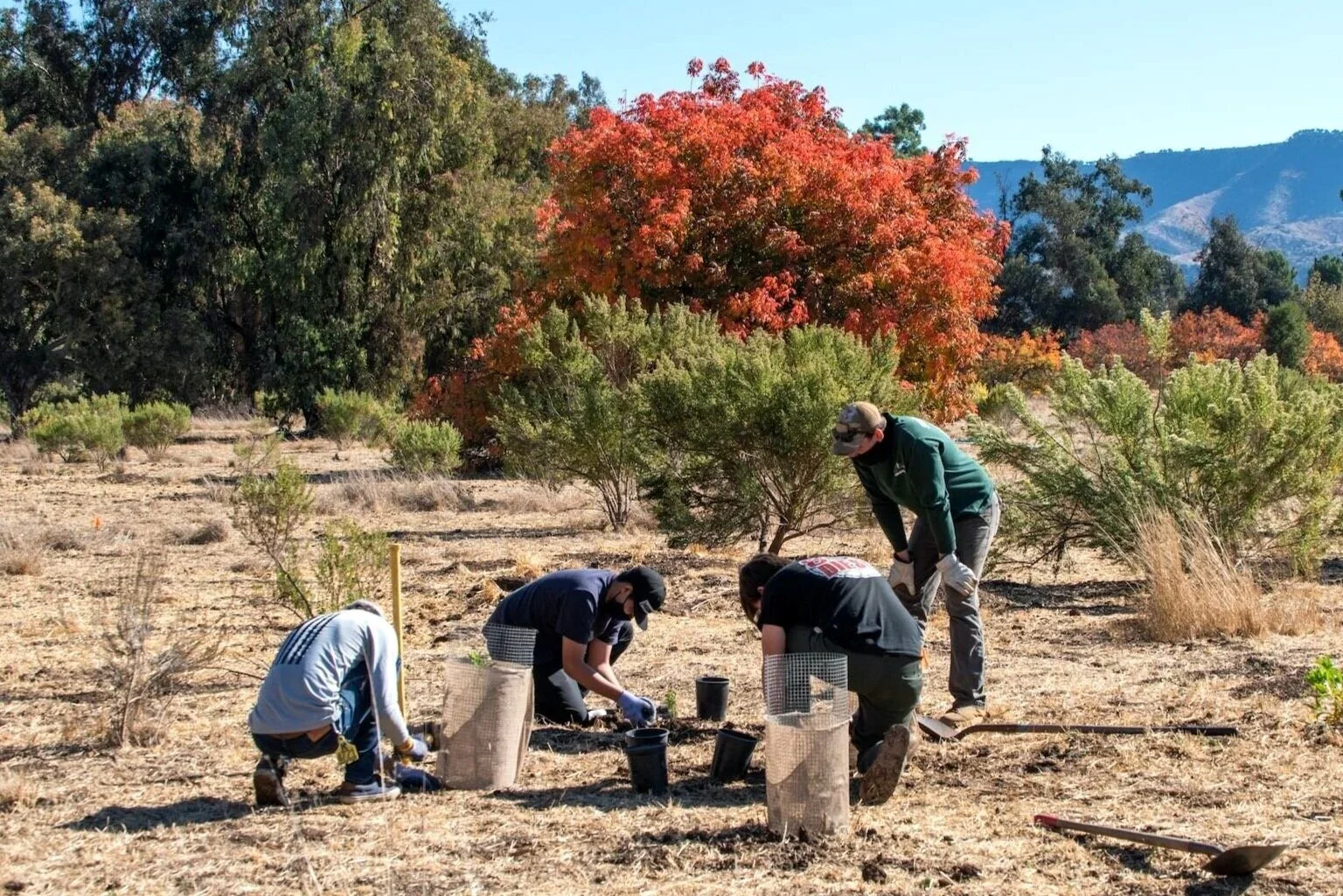 Group of four people planting trees in an outdoor setting with colorful autumn trees and mountains in the background.