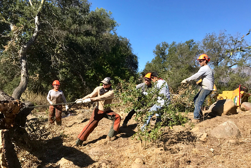8070_Our Work_tug of war with tree.png