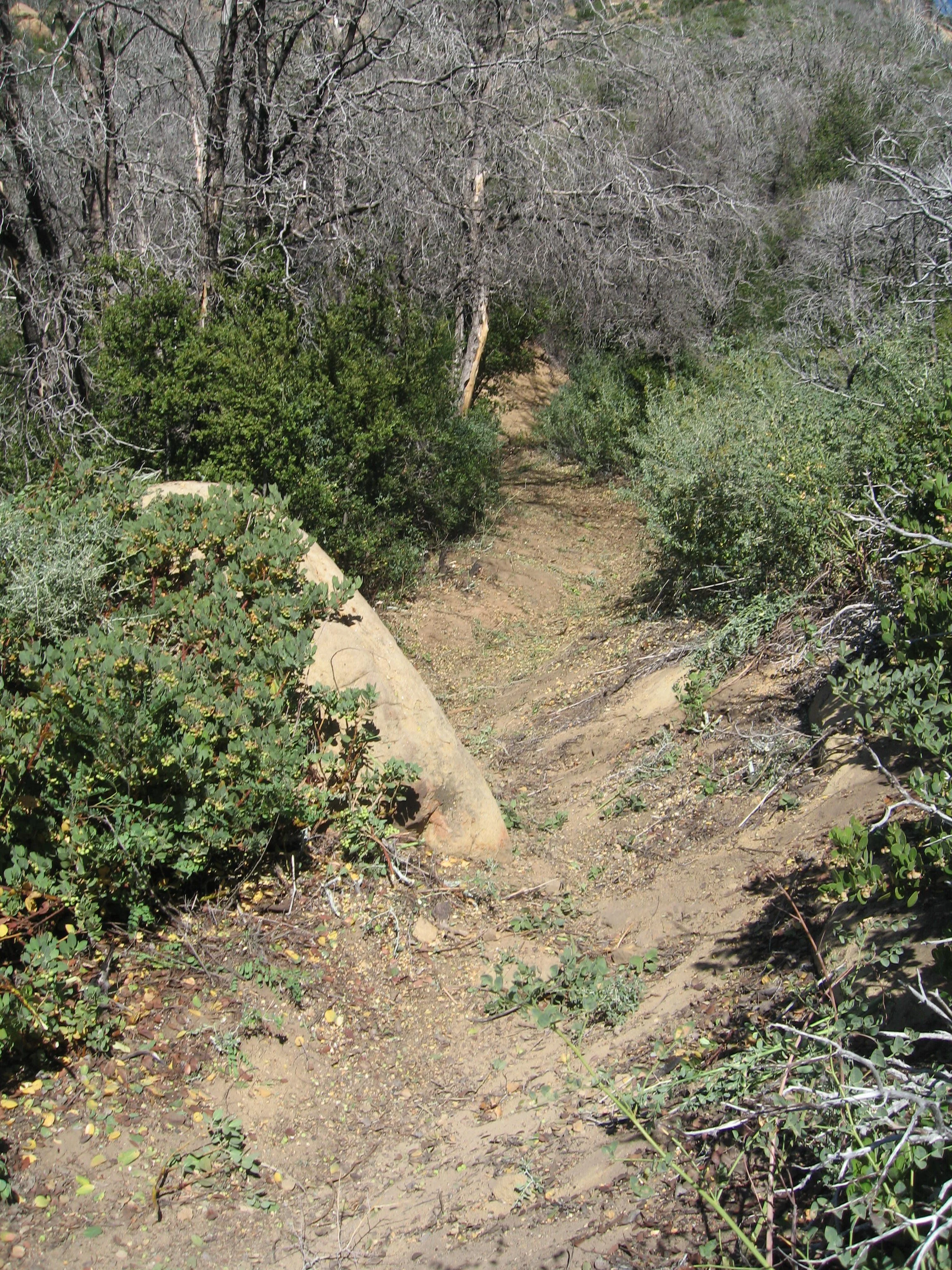 A dirt trail running through a dry, wooded area with leafless trees and green bushes, with large rocks and sparse vegetation.