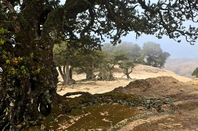 A landscape with gnarled trees on a hilltop, overlooking a valley with distant hills under a misty sky.