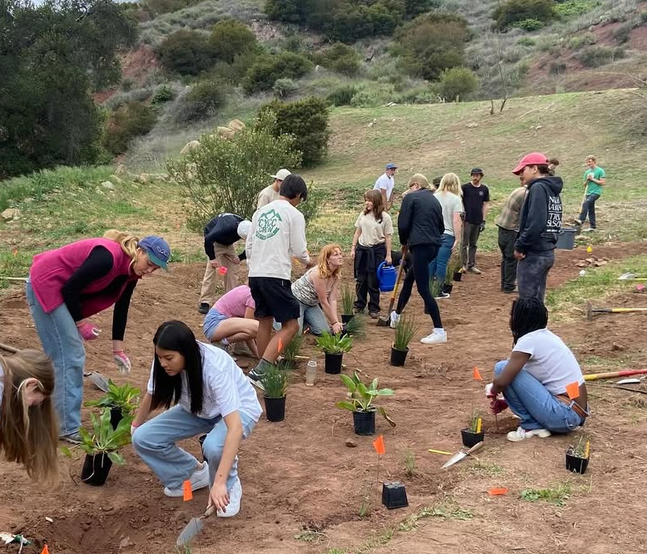 Students planting native plants on a slope at Ojai Valley School