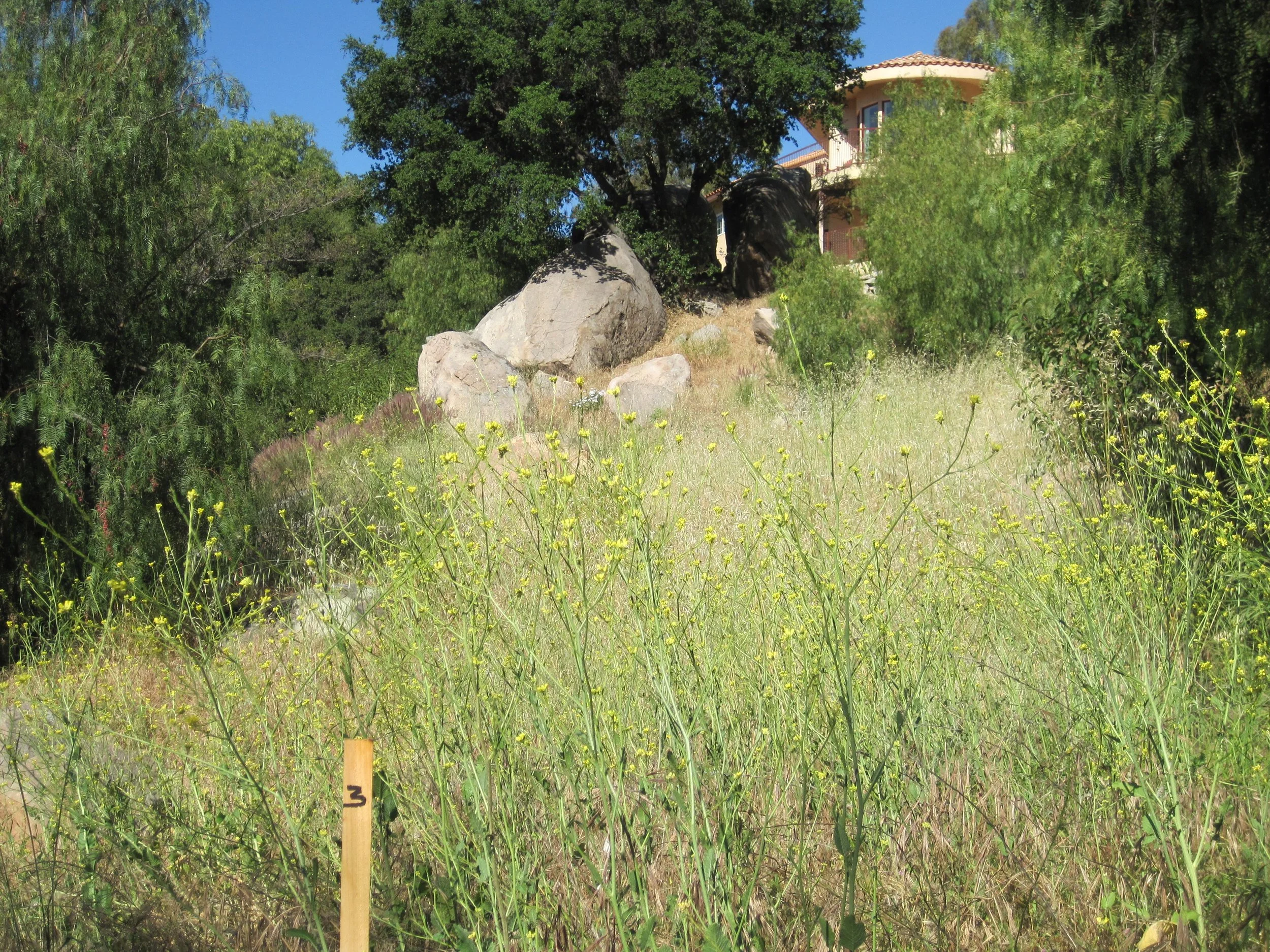 A grassy field with yellow wildflowers, large rocks, and a wooden stake with the number 3 on it. In the background, there are trees and a house with a tiled roof and large windows.