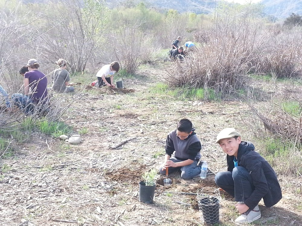 Students kneel among bare willows and dry brush, planting native seedlings, some inside wire guards