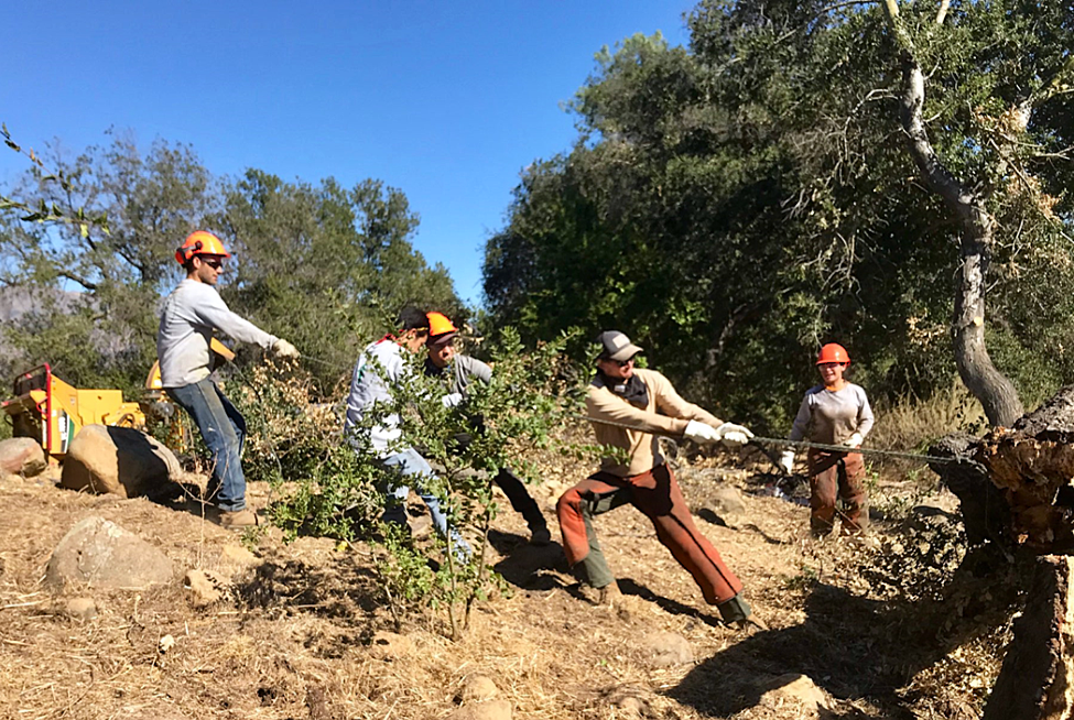 Five workers in helmets and work clothes pull a large branch or tree trunk on a sloped terrain using a rope, with trees and a clear blue sky in the background.