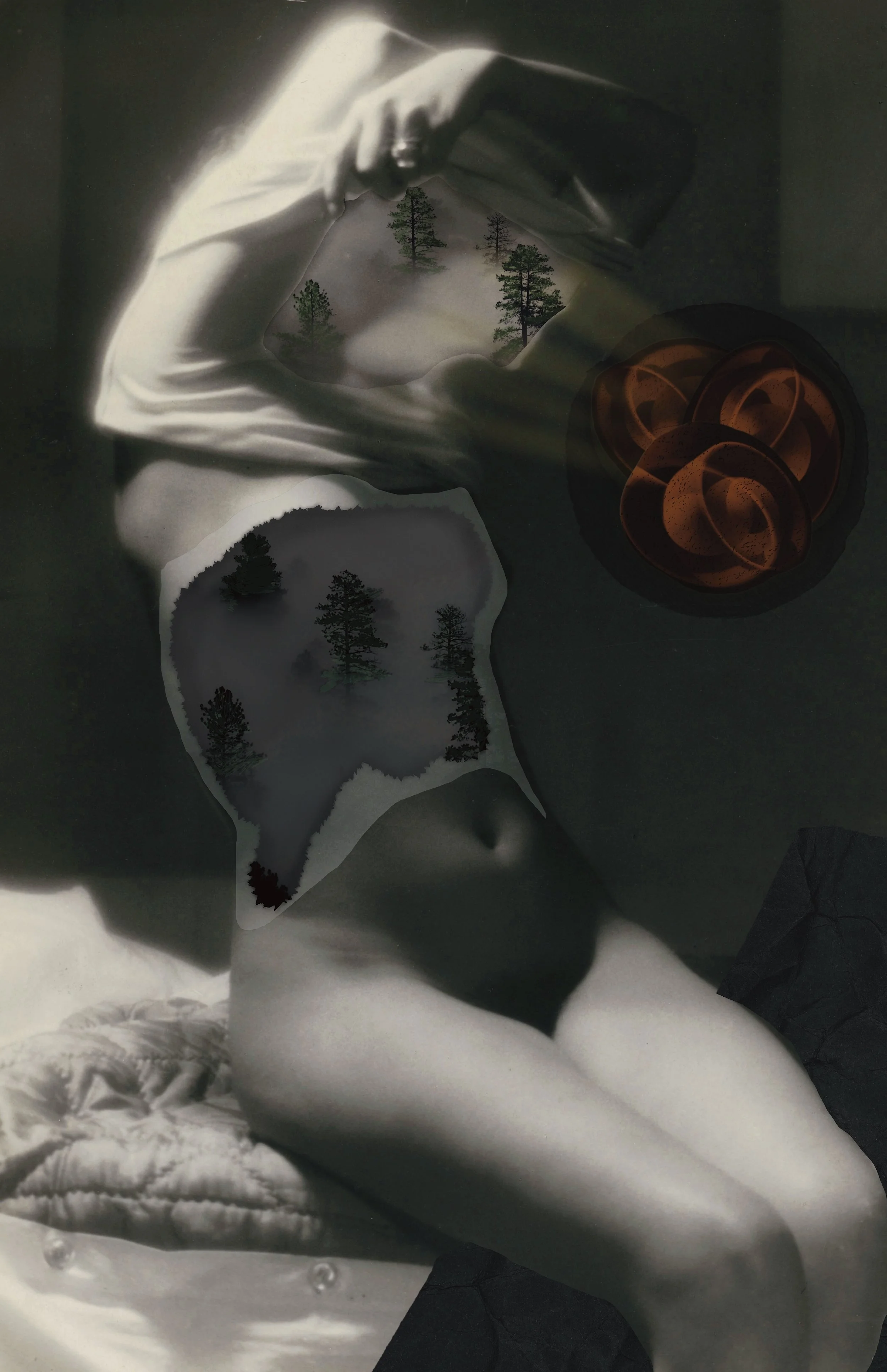 Christian Gridelli_Douglas Firs.jpg