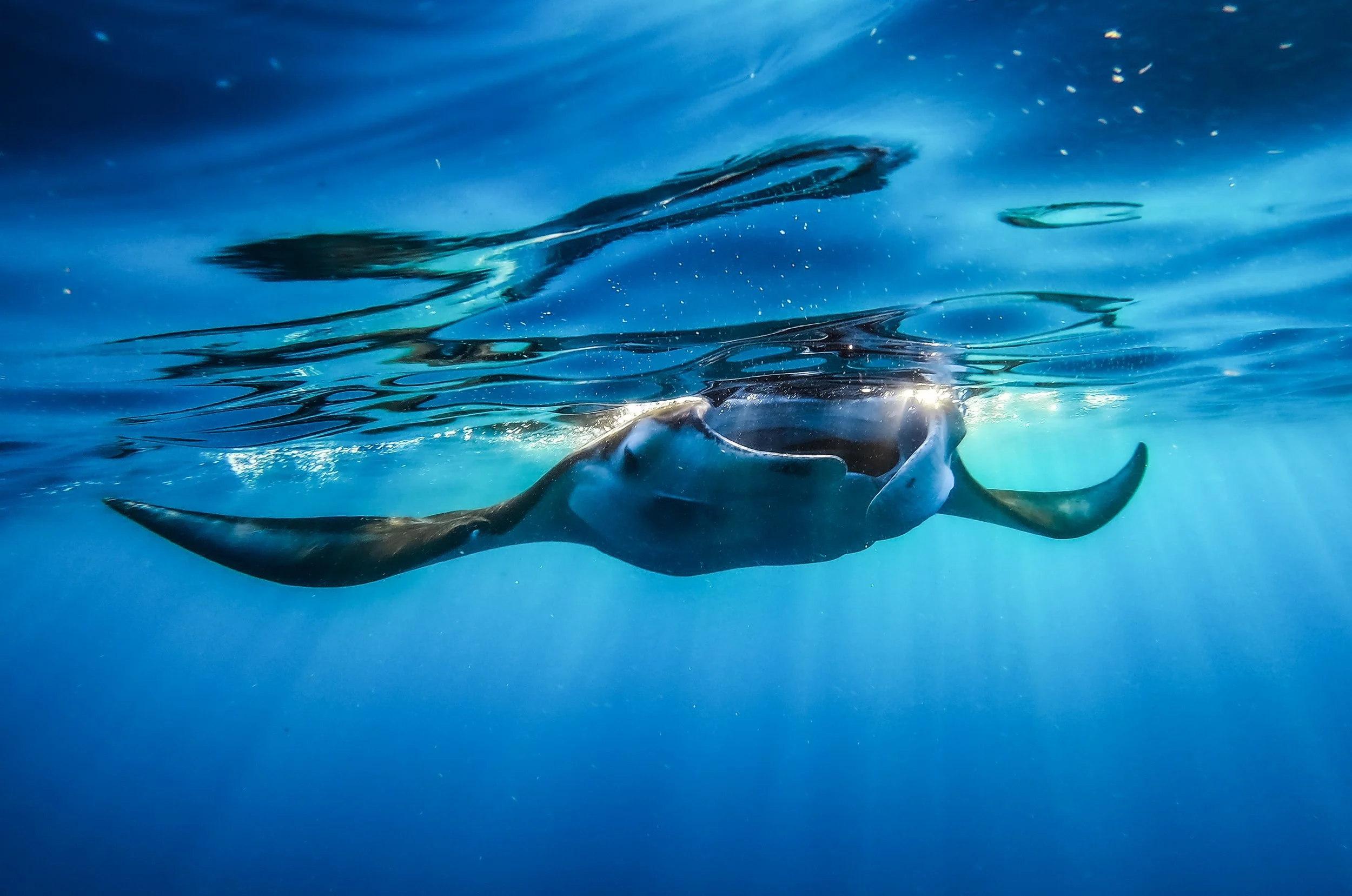A large squid swimming underwater in the ocean with sunlight filtering through the water.