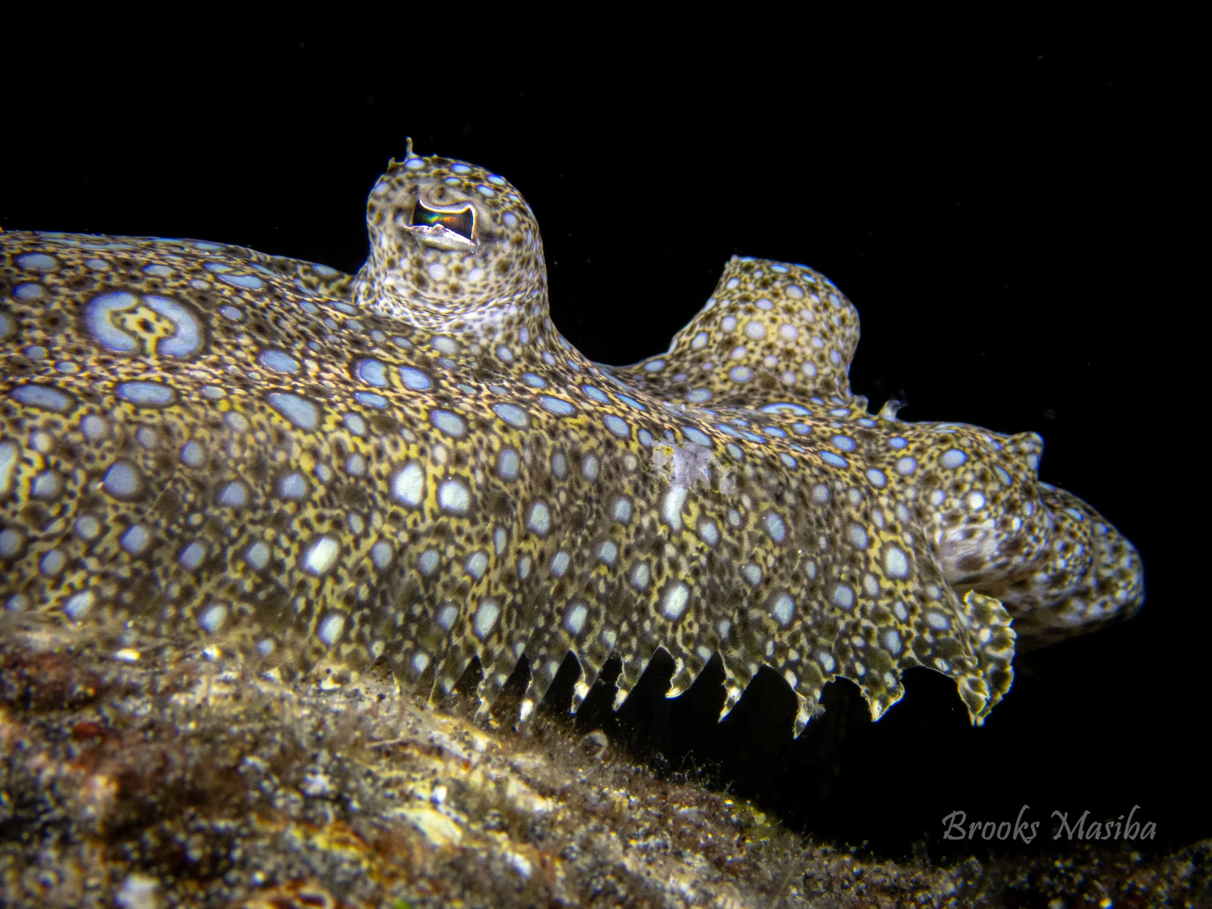 Flounder.jpg