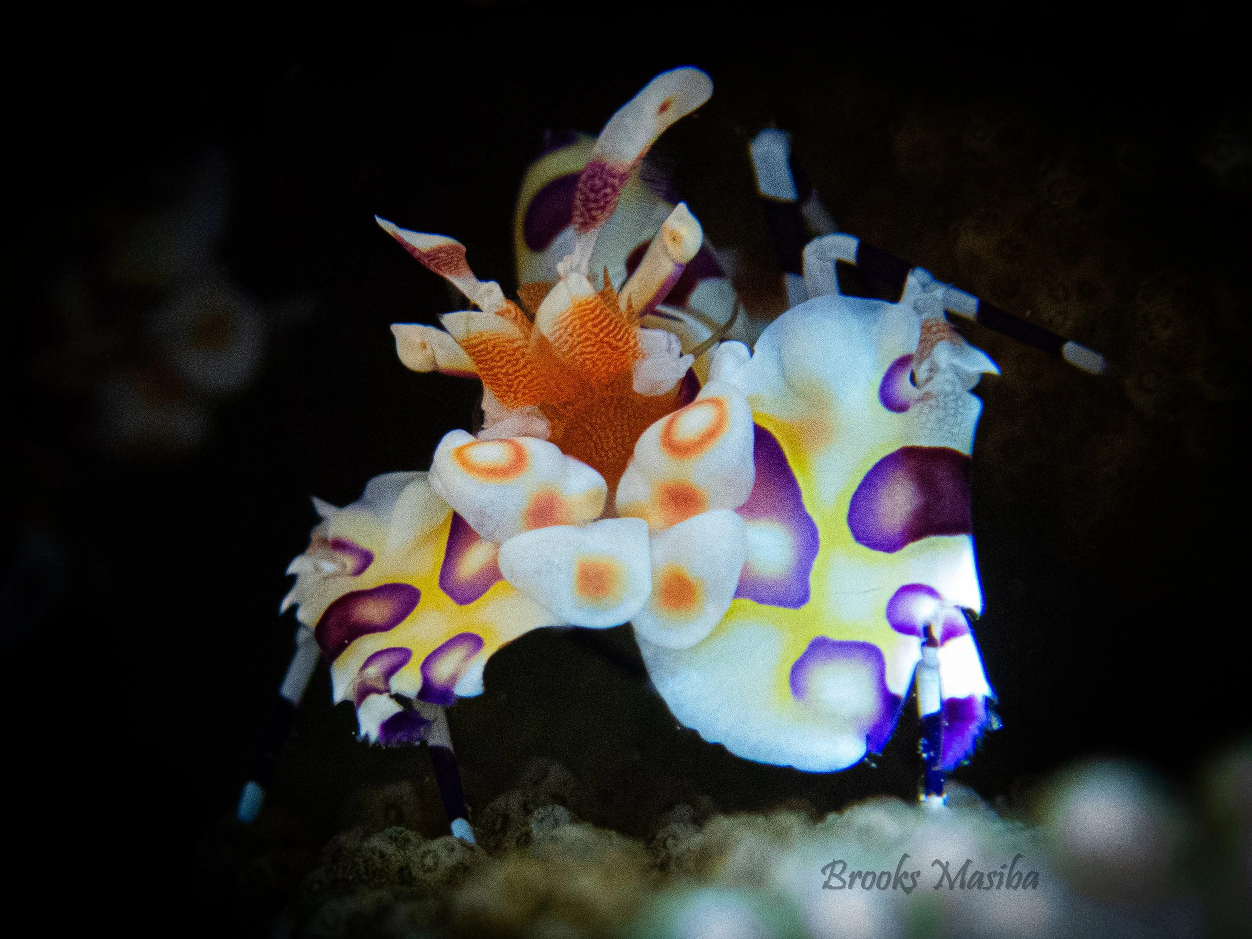 Harlequin.jpg