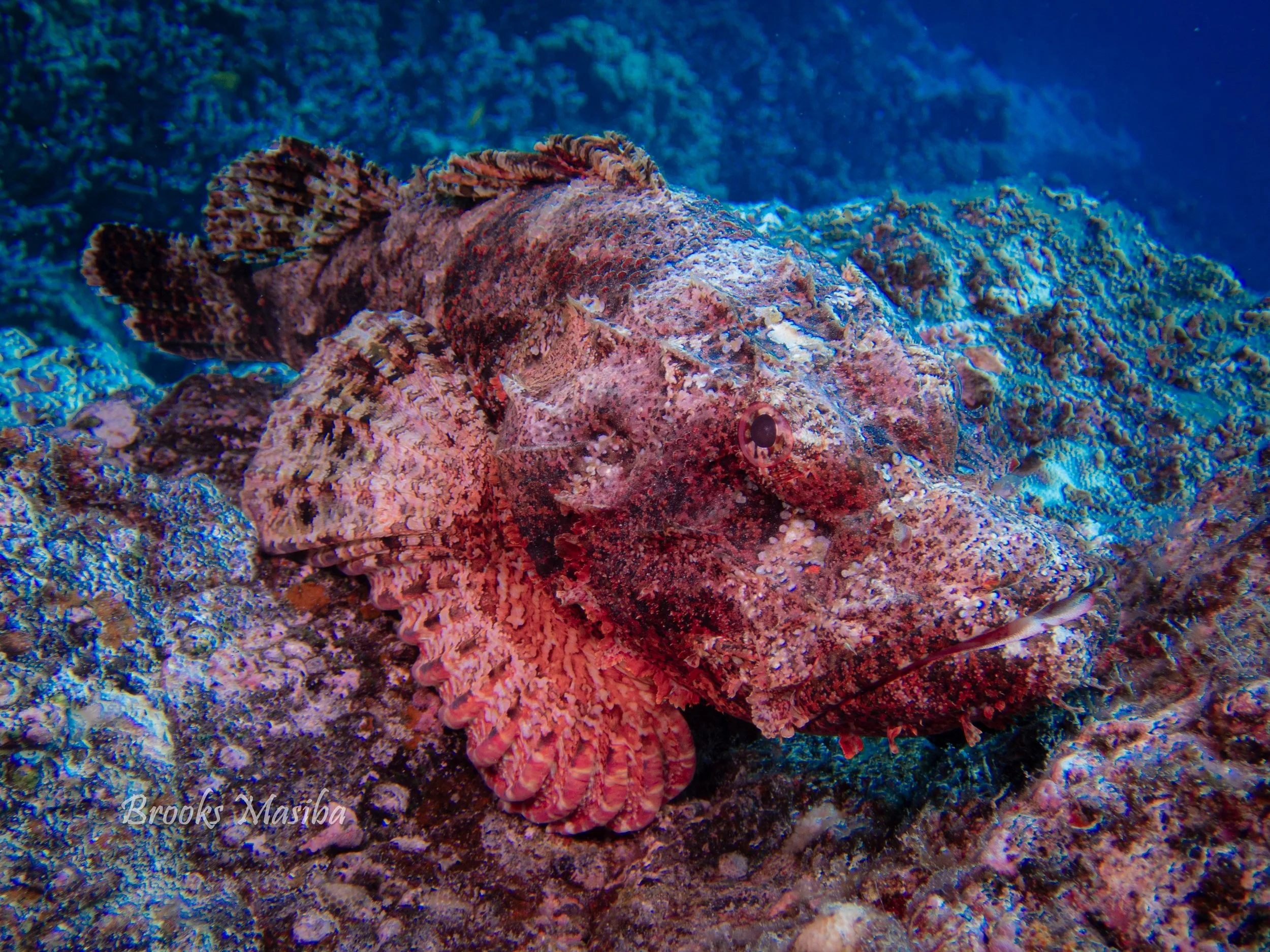 Titan scorpionfish.jpg