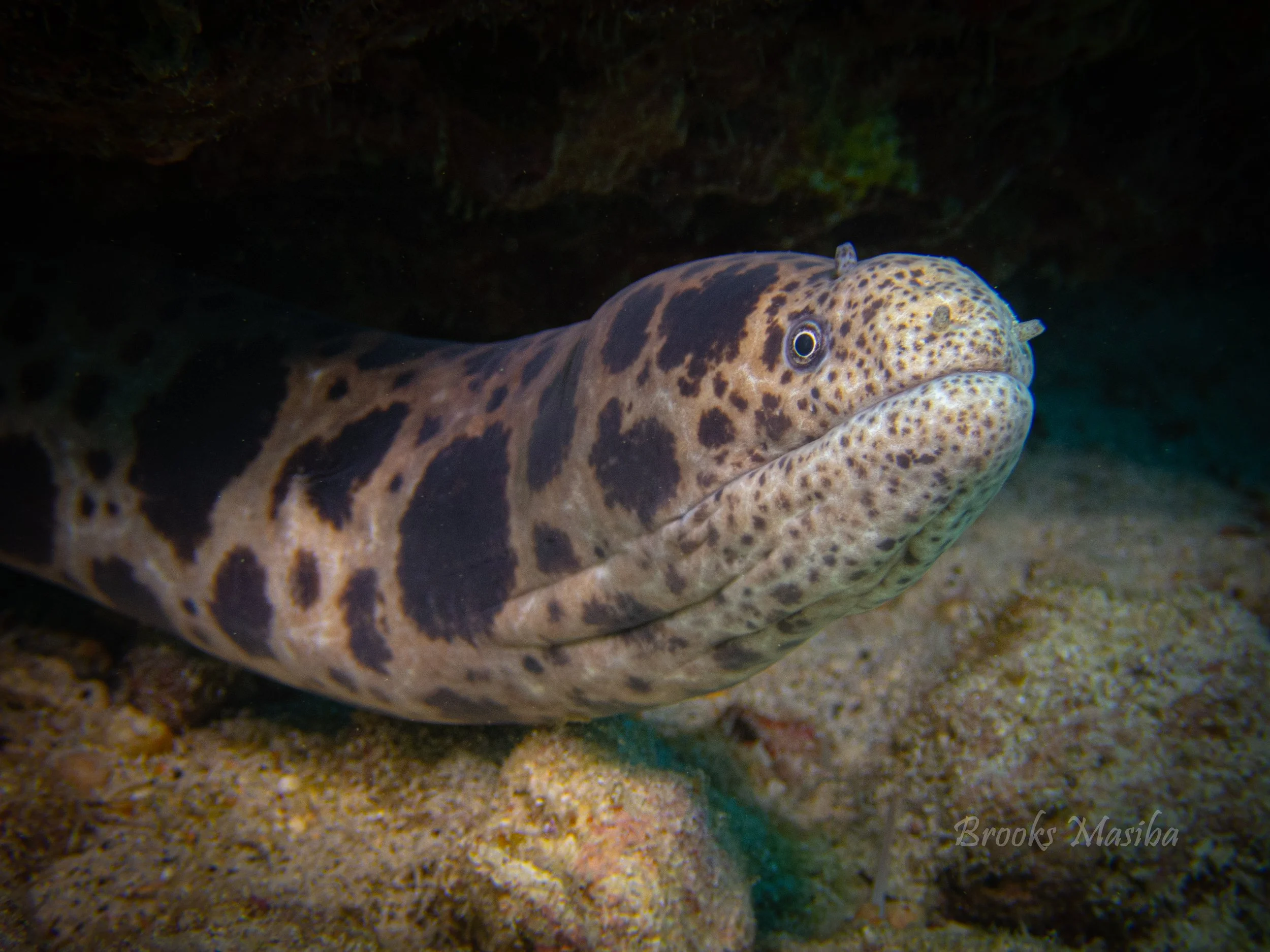 Tiger snake eel.jpg