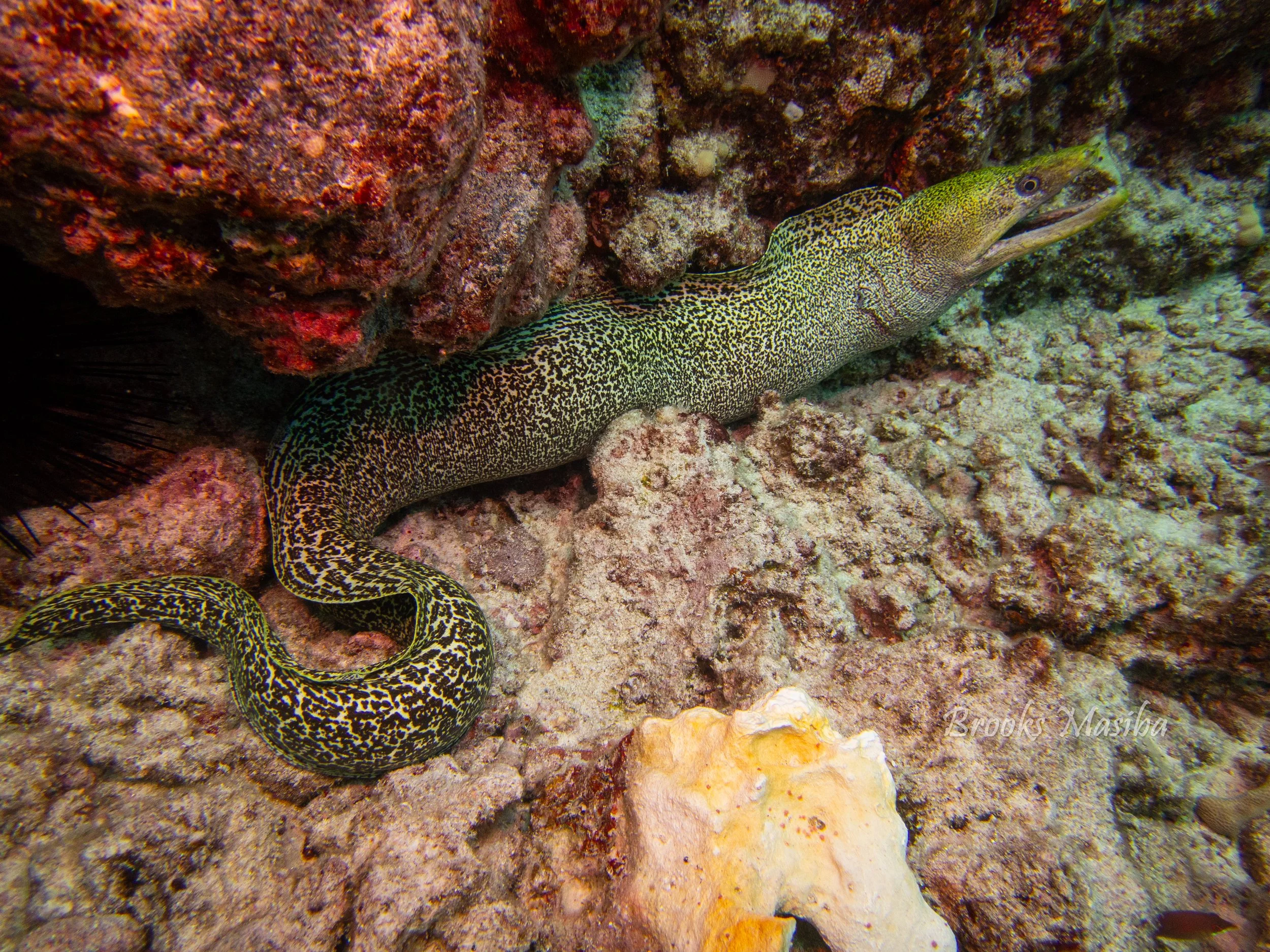 Undulated eel.jpg