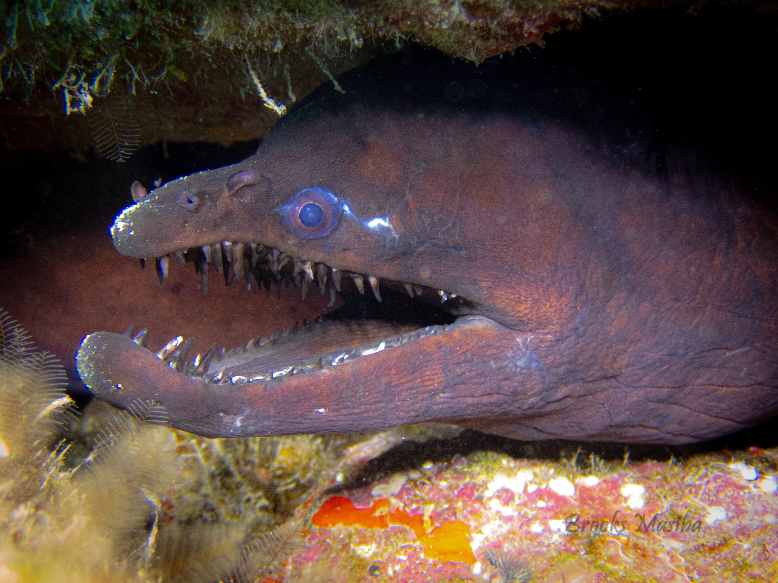 Viper moray.jpg