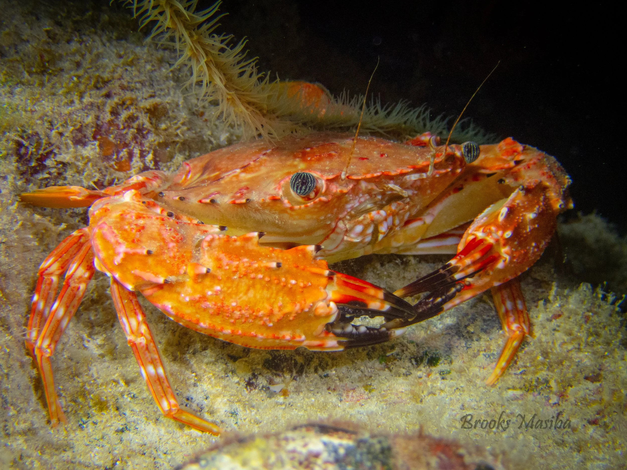 kona crab.jpg