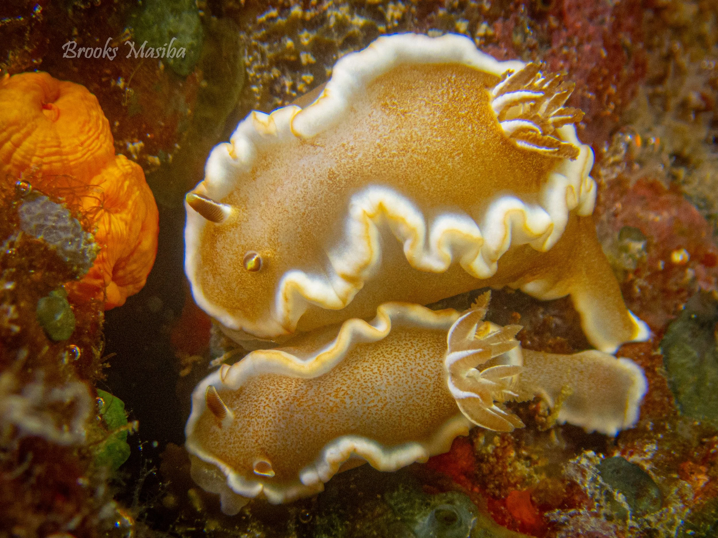 White margin nudis.jpg