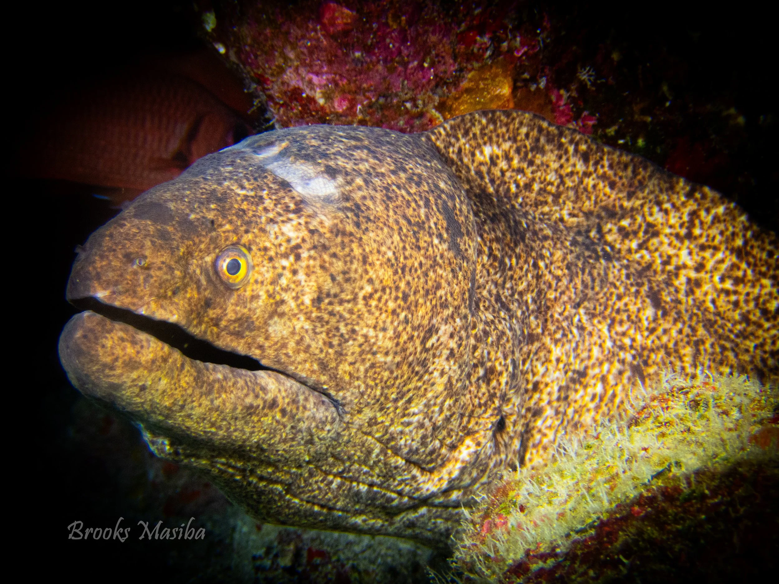 Yellow margin moray.jpg