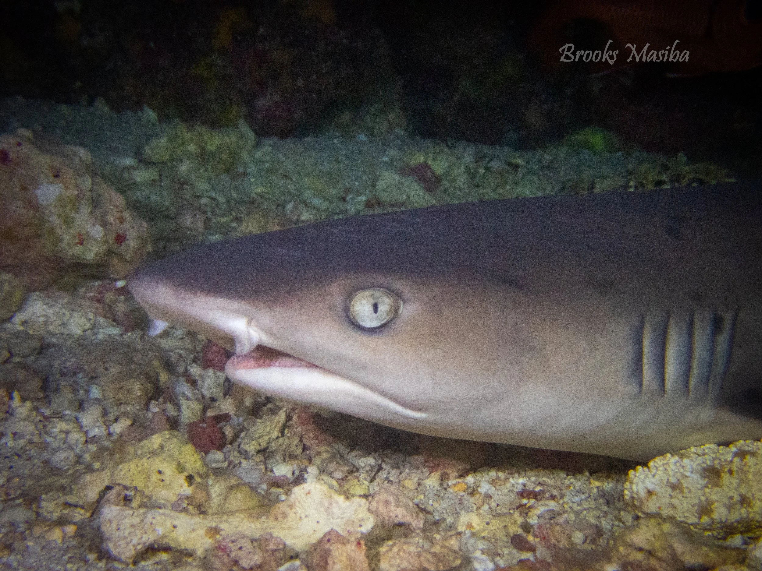 White tip reef shark.jpg