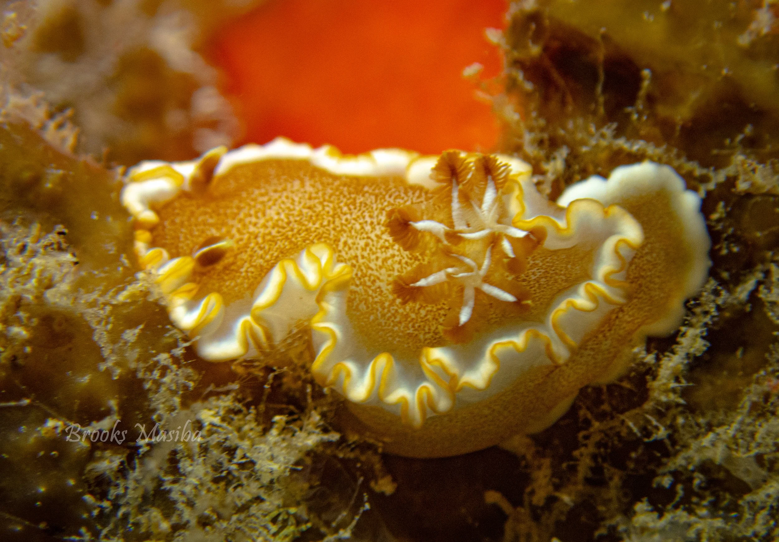 White Margin 2 Gills-2.jpg