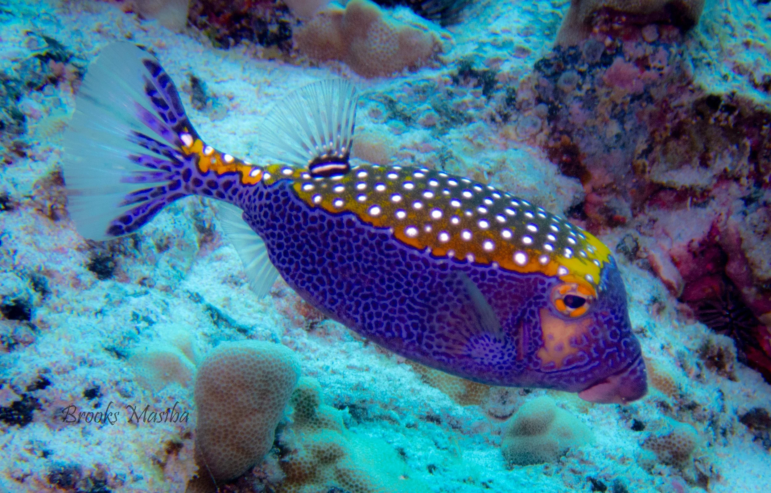 Spotted boxfish.jpg