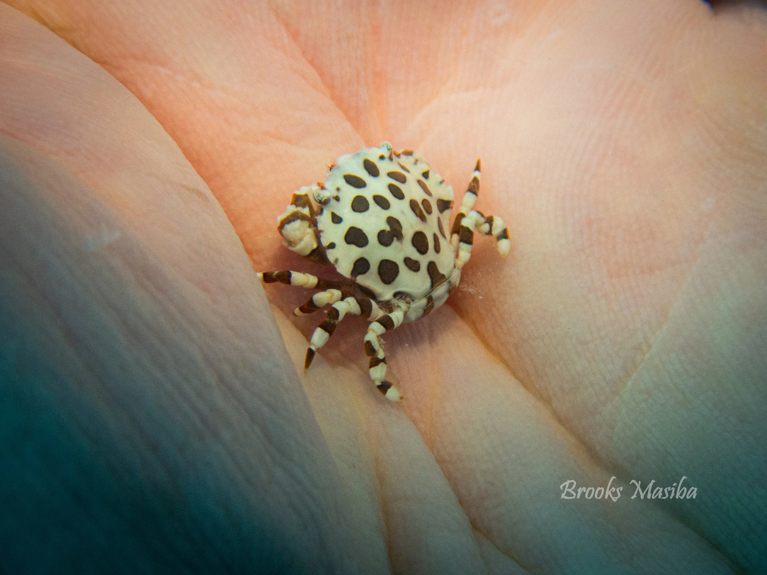 SC Crab.jpg