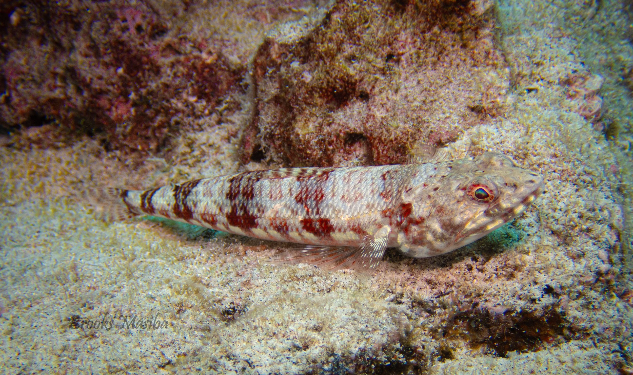 Lizardfish.jpg