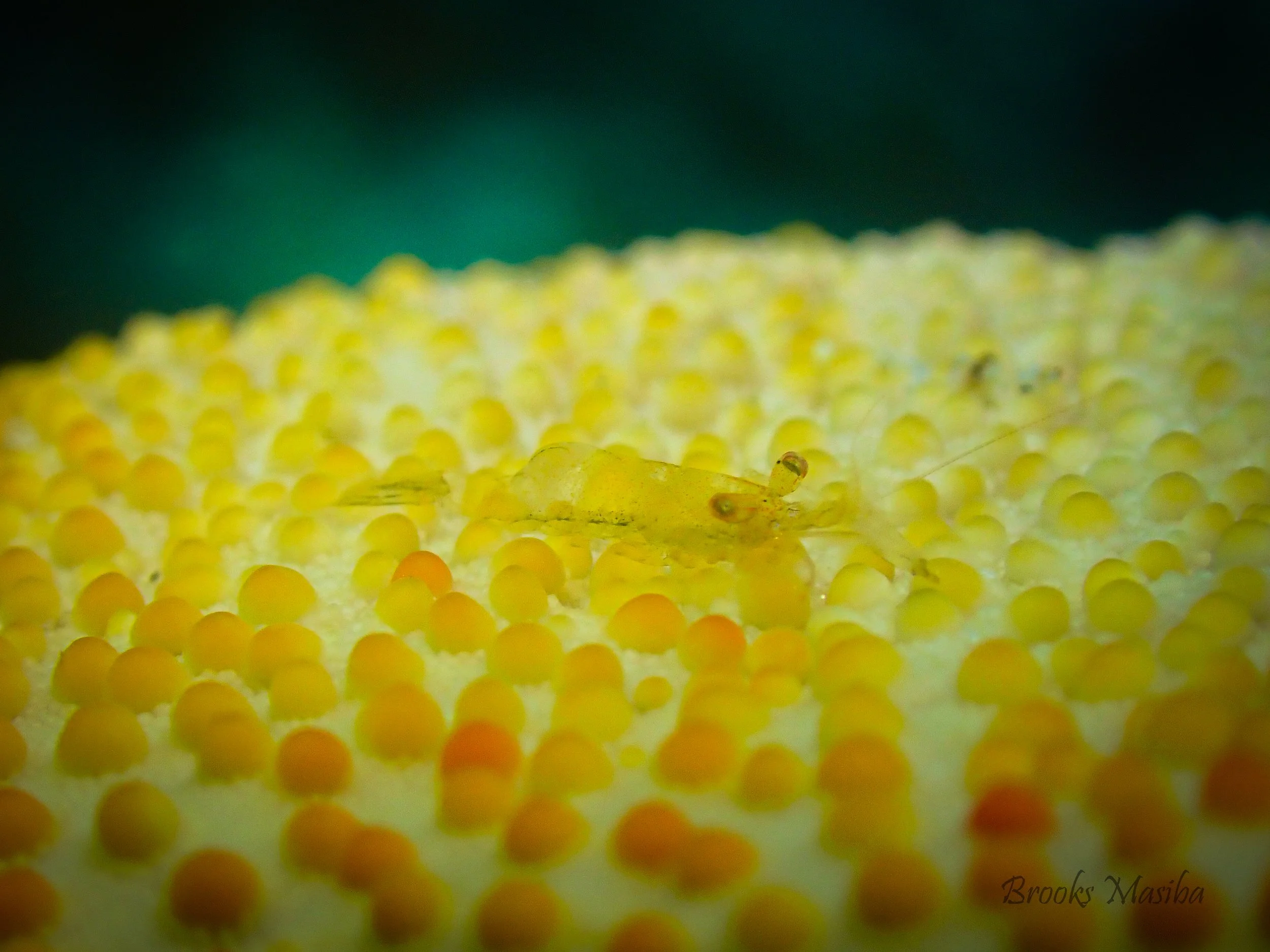 Tom Smith's Nudibranch-1.jpg