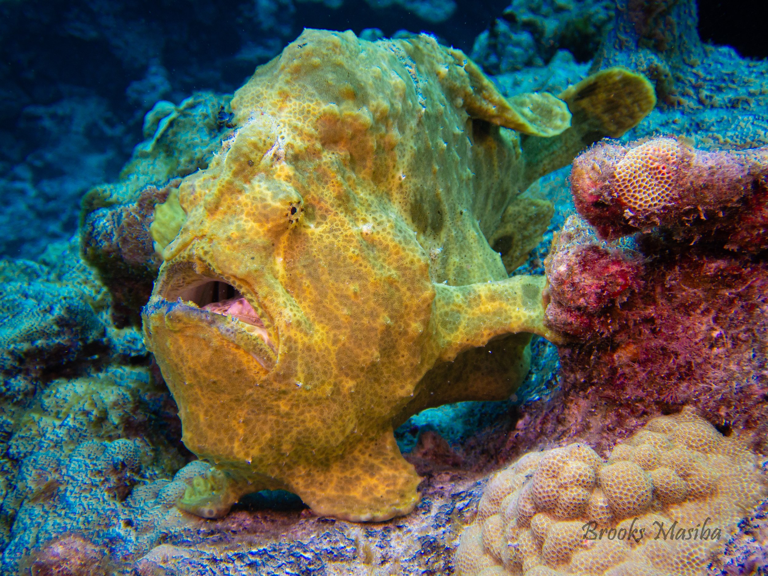 Frogfish -1.jpg