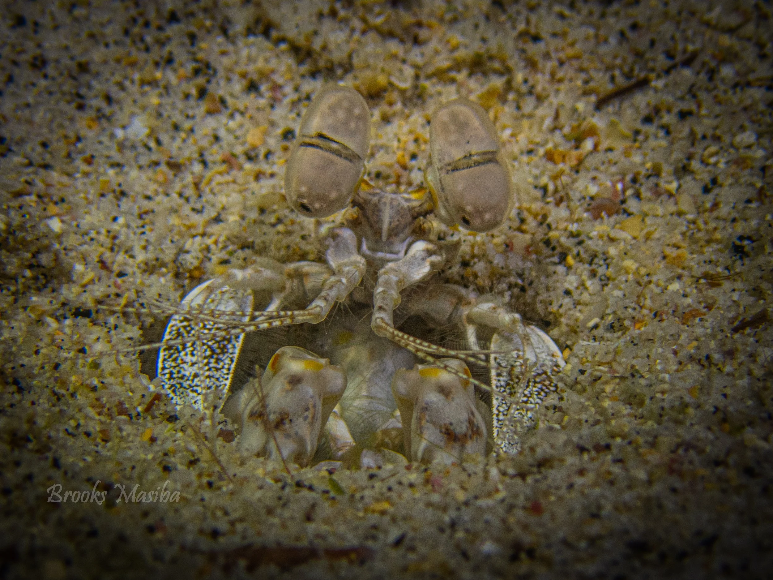 ciliated mantis shrimp.jpg