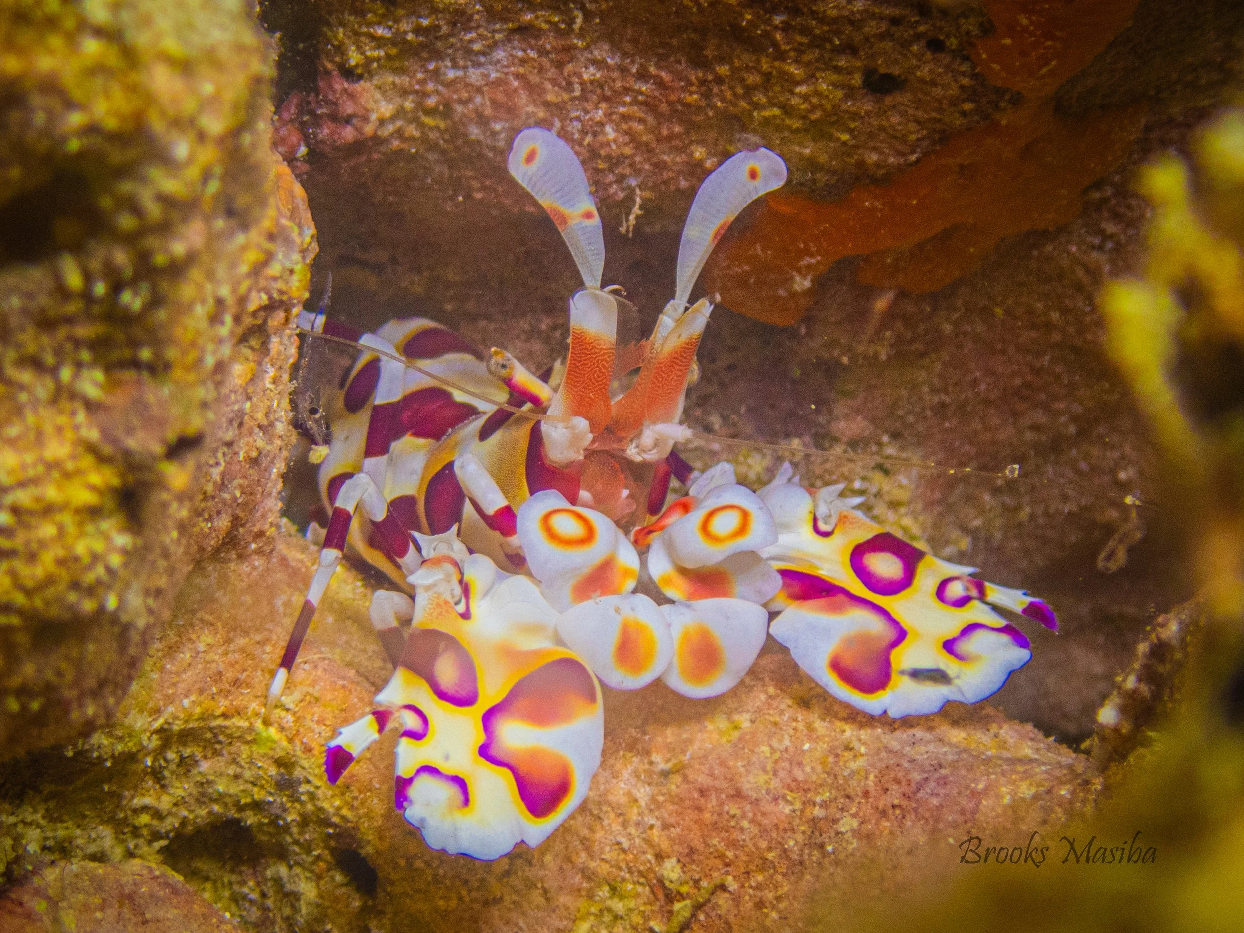 Tom Smith's Nudibranch-19.jpg