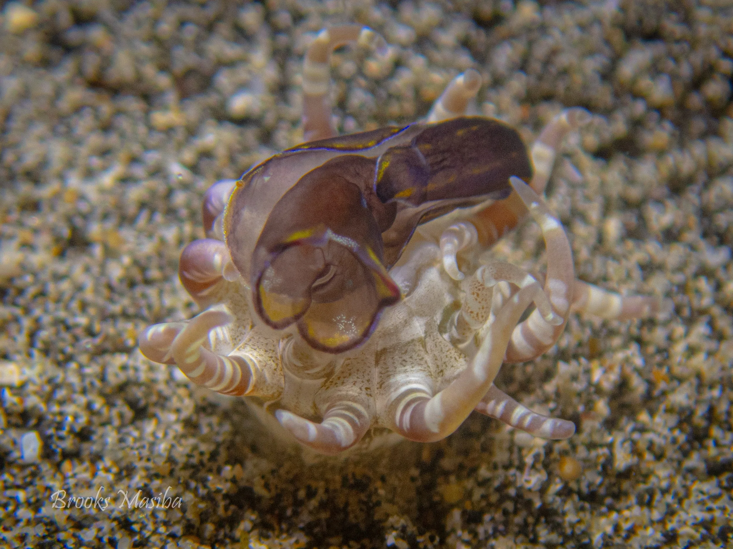 Rubber Ducky nudibranch -46.jpg