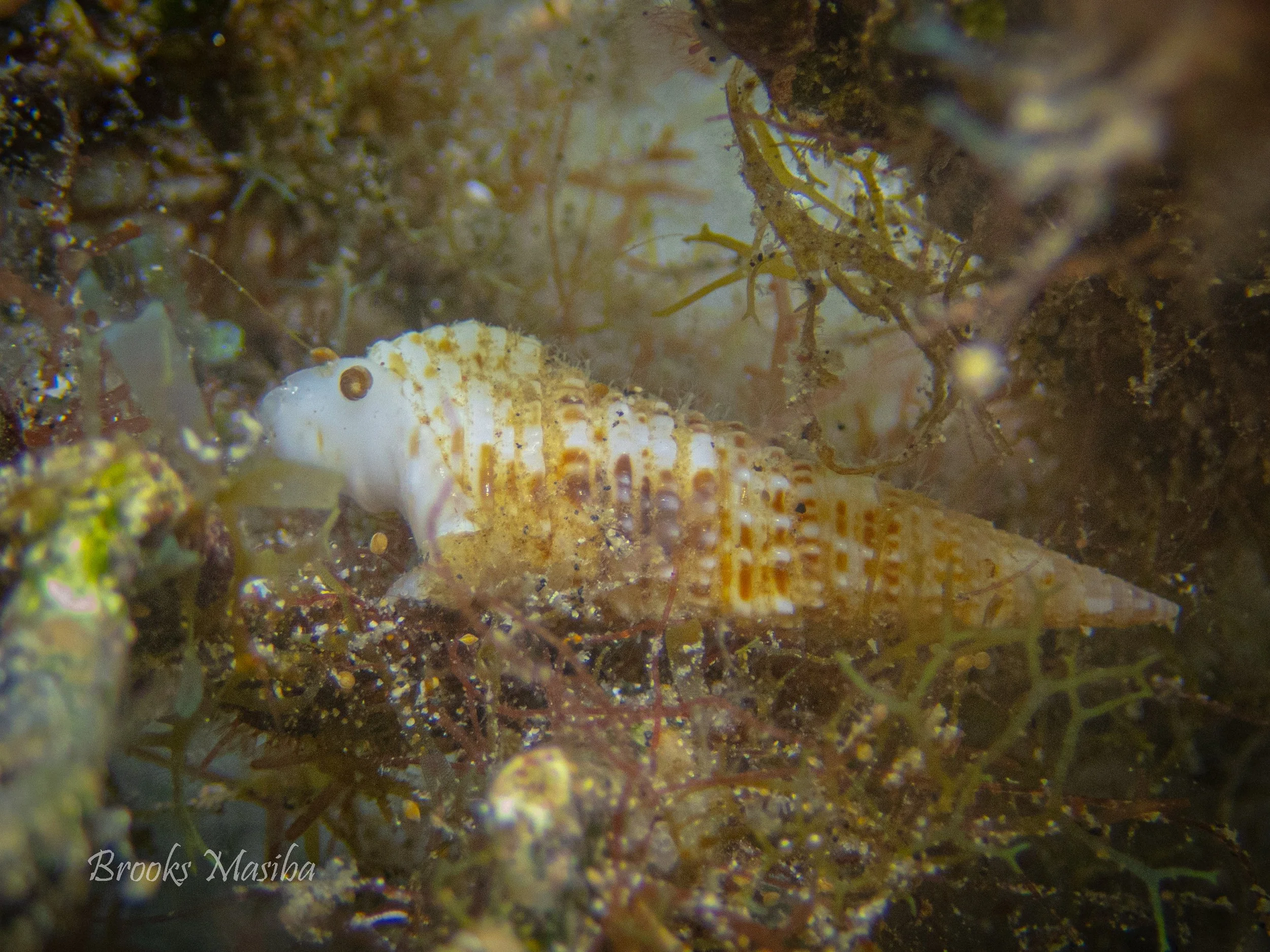 Rubber Ducky nudibranch -48.jpg