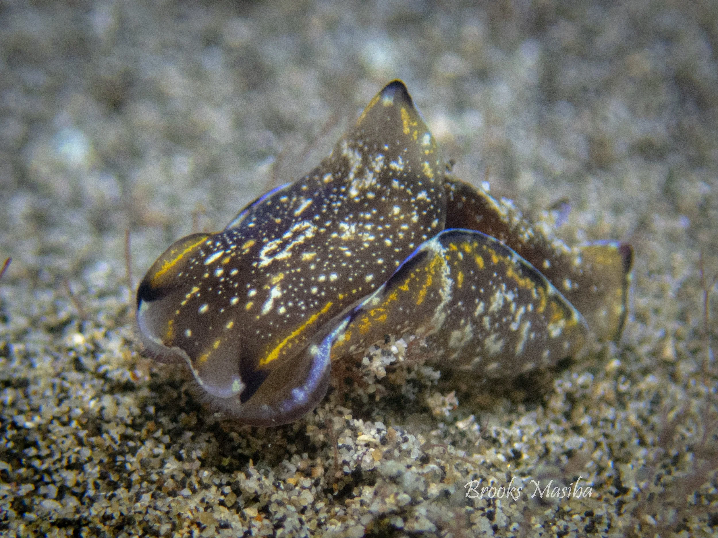Headshield slug.jpg