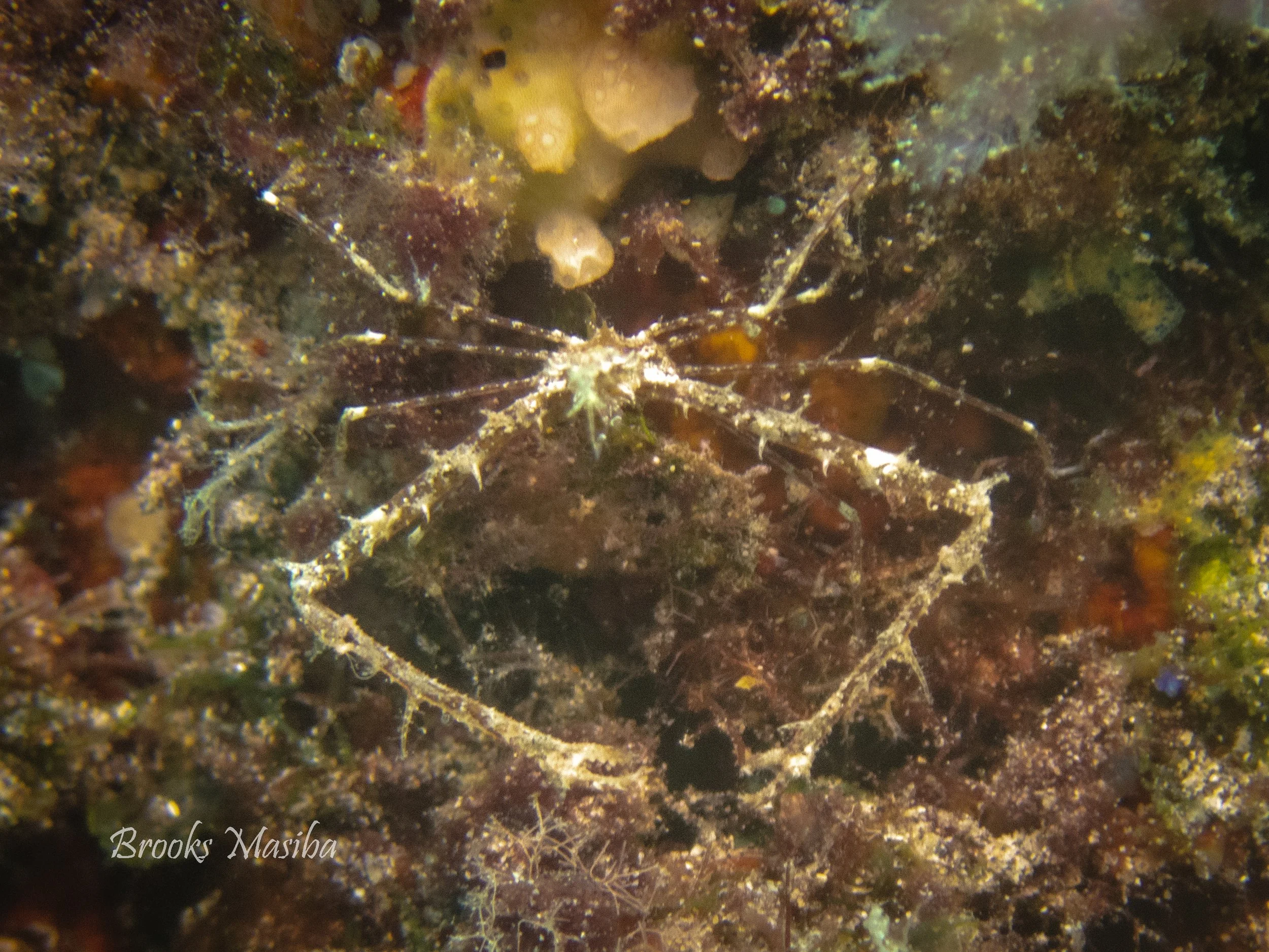 Rubber Ducky nudibranch -41.jpg