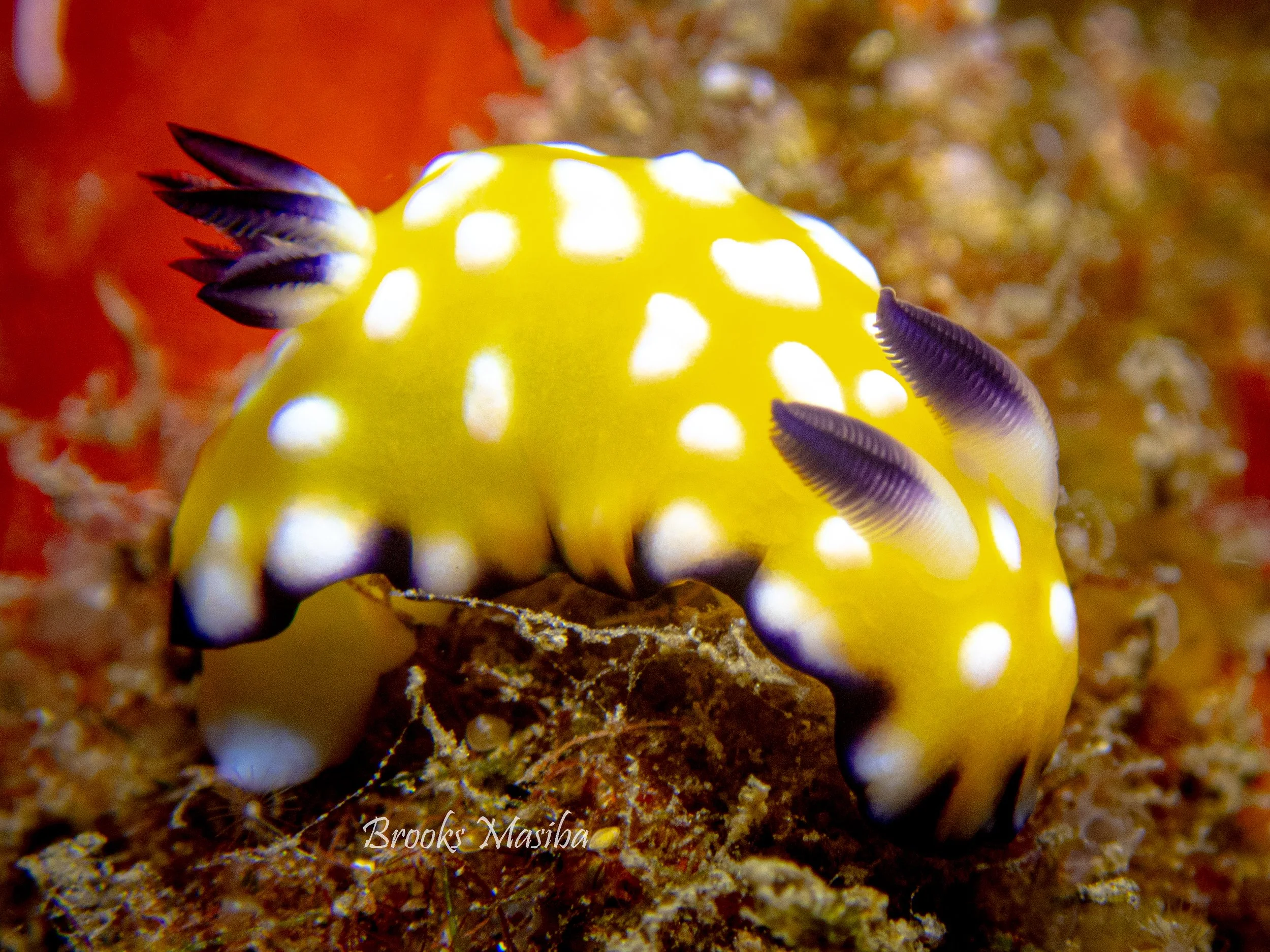 Trembling Nudi.jpg