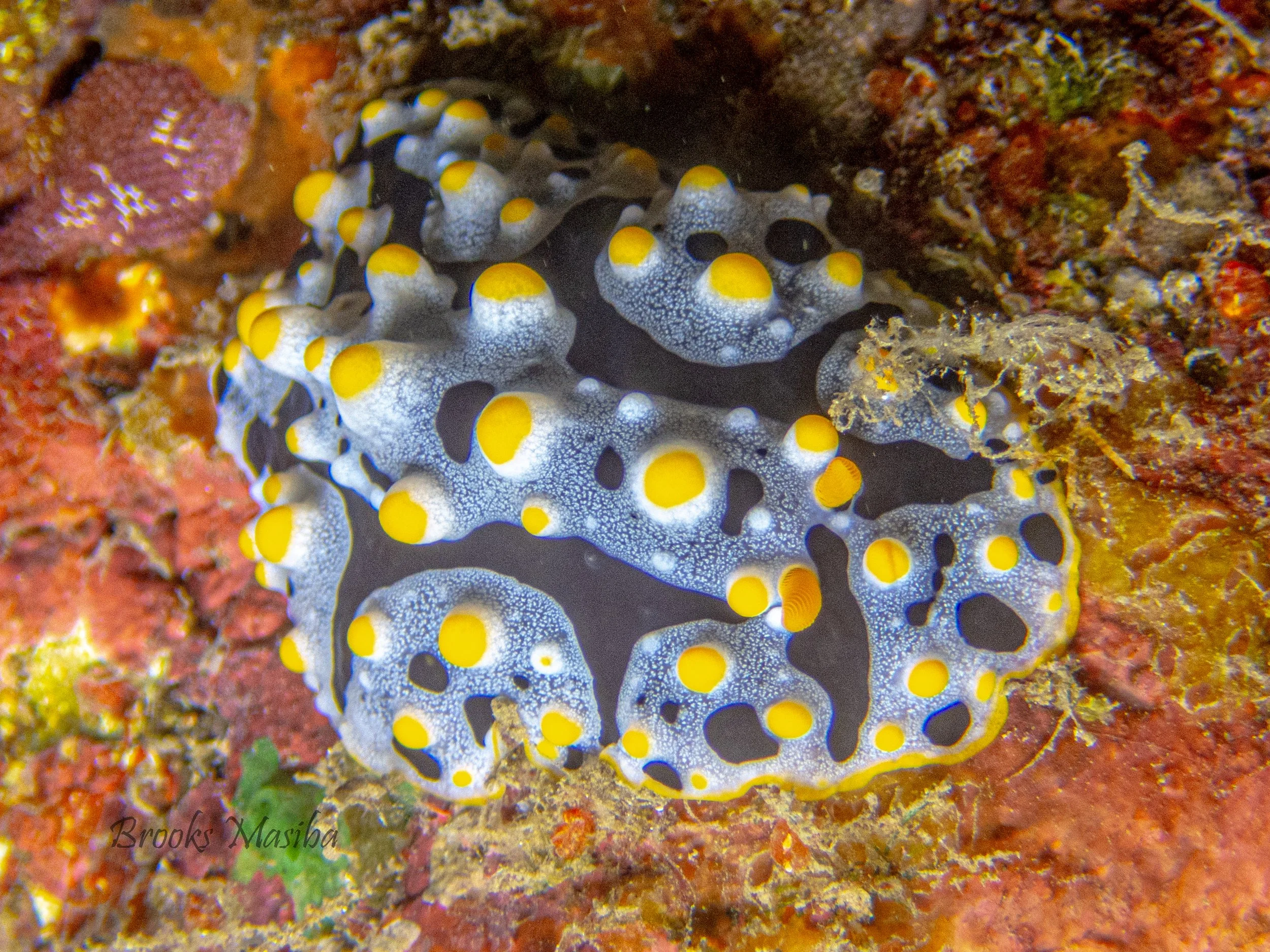 Trembling Nudi-1.jpg