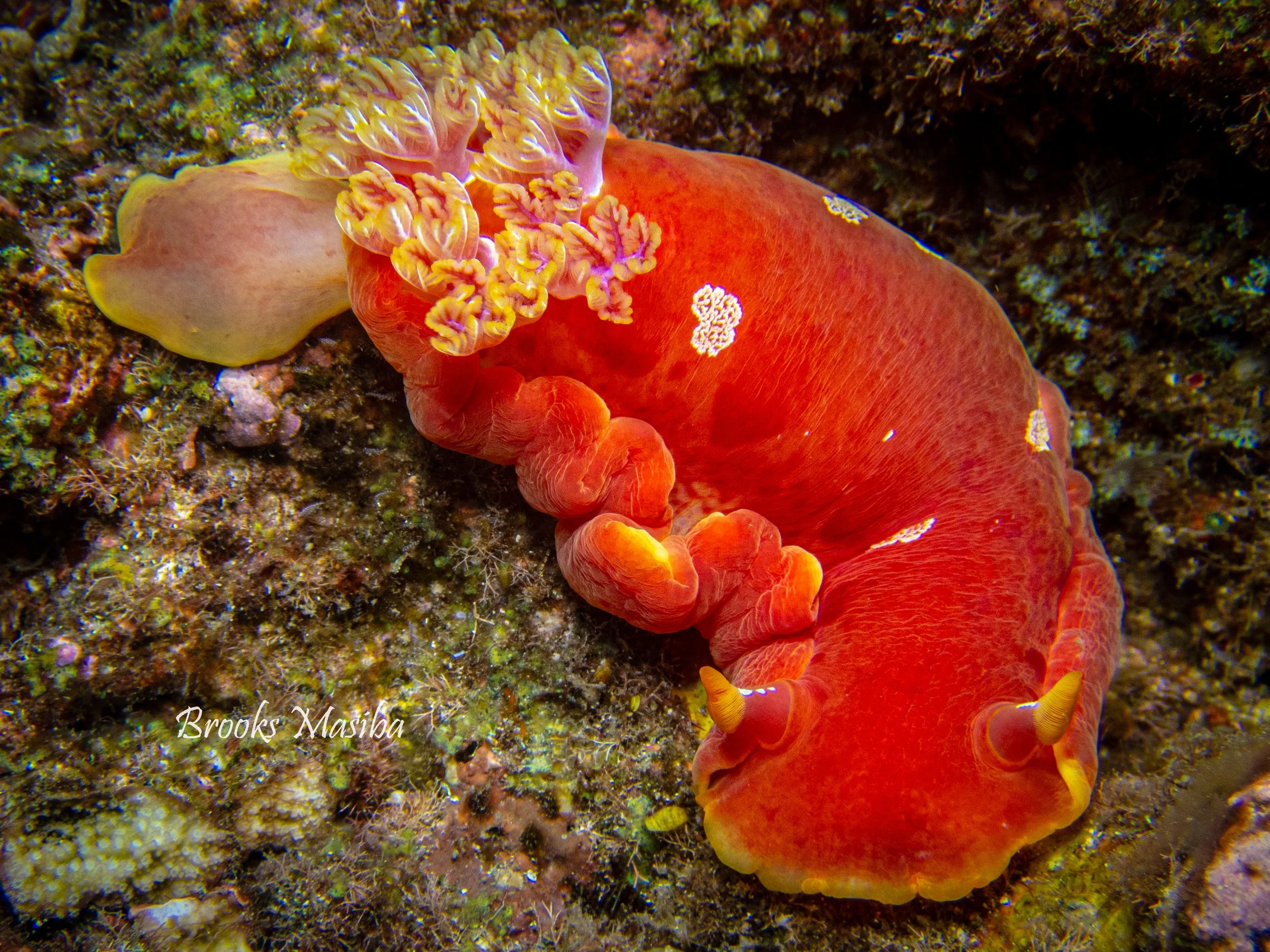 Spanish Dancer-3.jpg