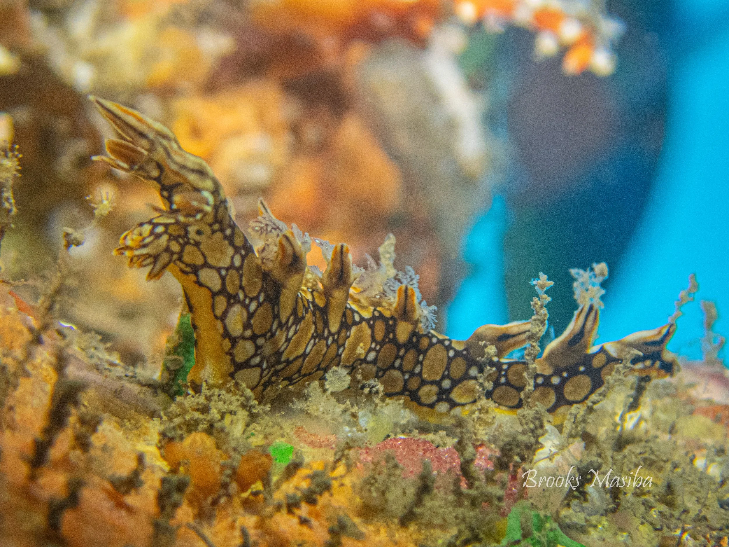 Pololu Slipper Lobster-2.jpg