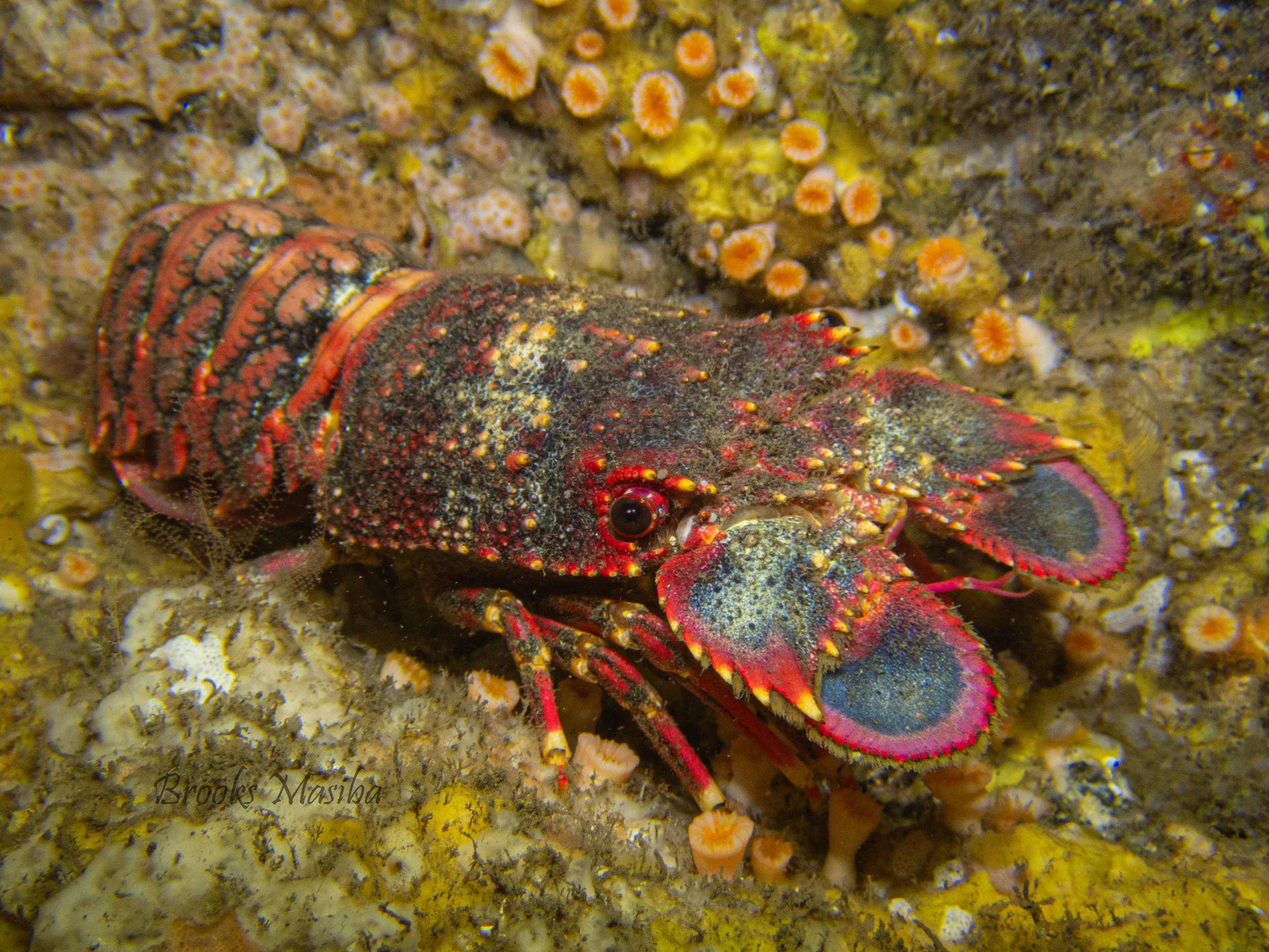 Pololu Slipper Lobster.jpg