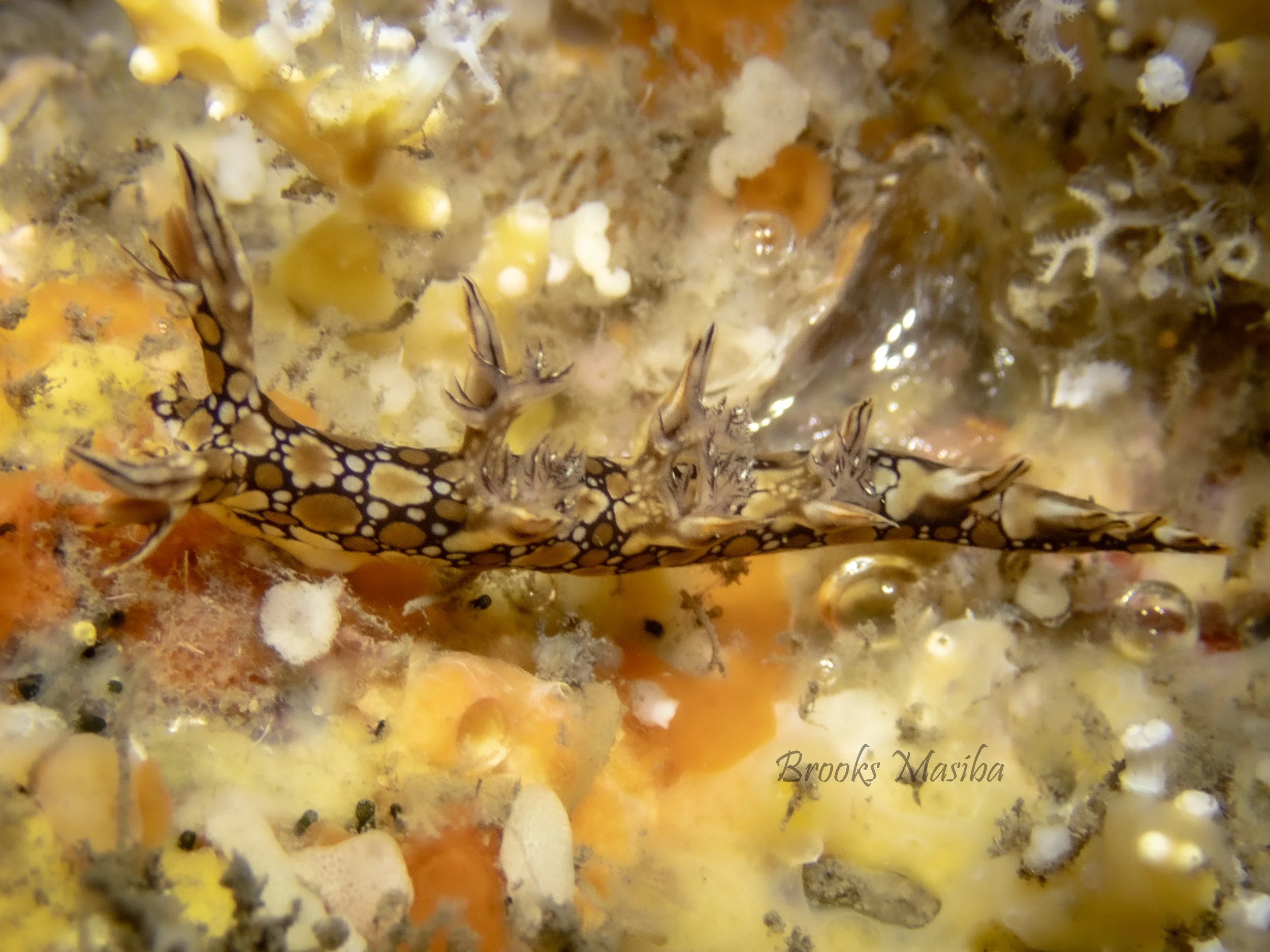 Leaf Scorpion-4.jpg