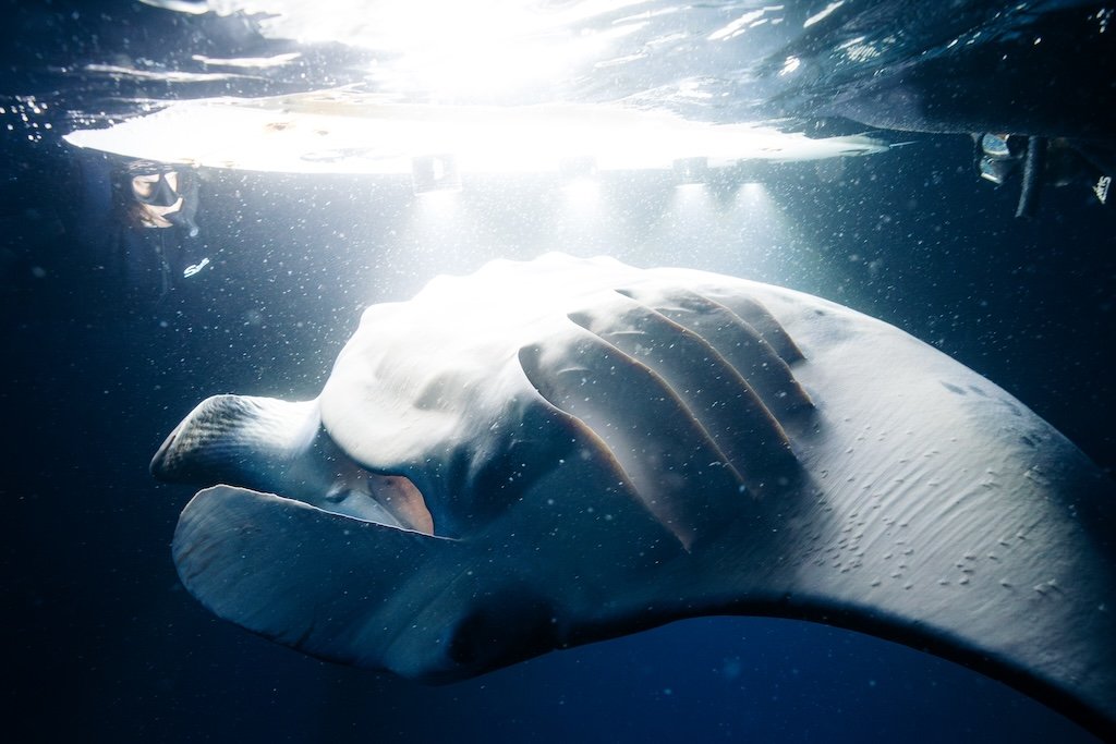 manta-gills.jpg