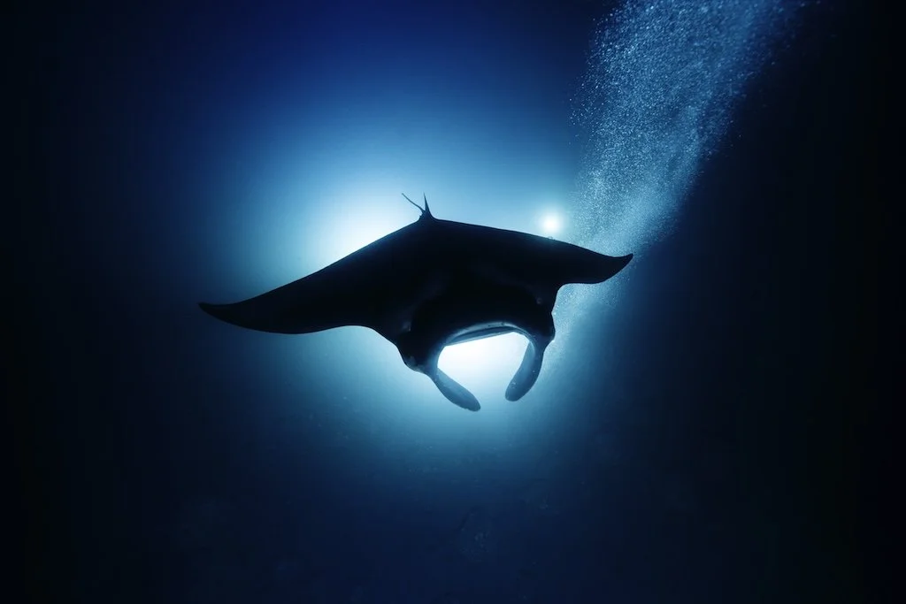 manta-blue-light.jpg