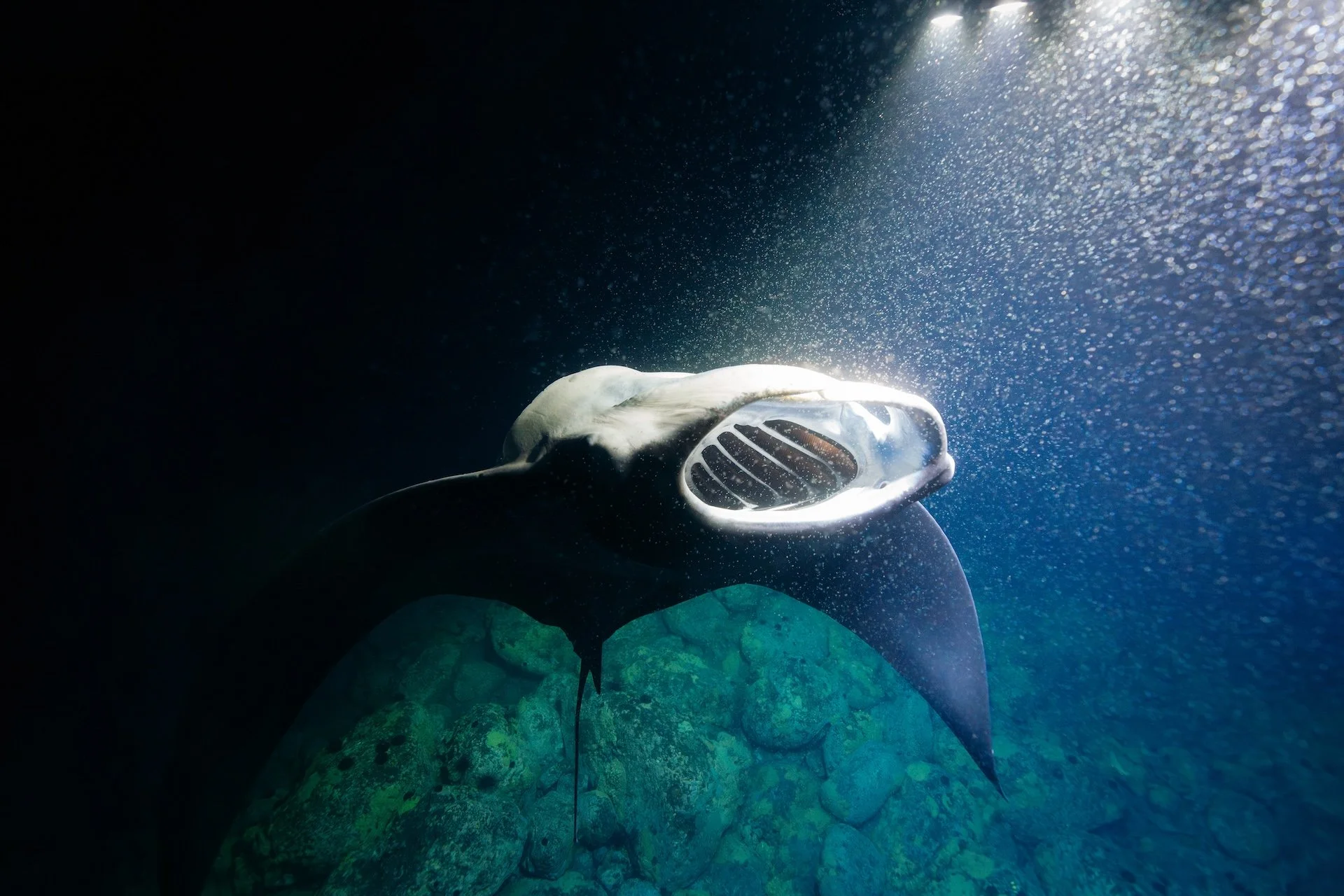 manta-barrel.jpg