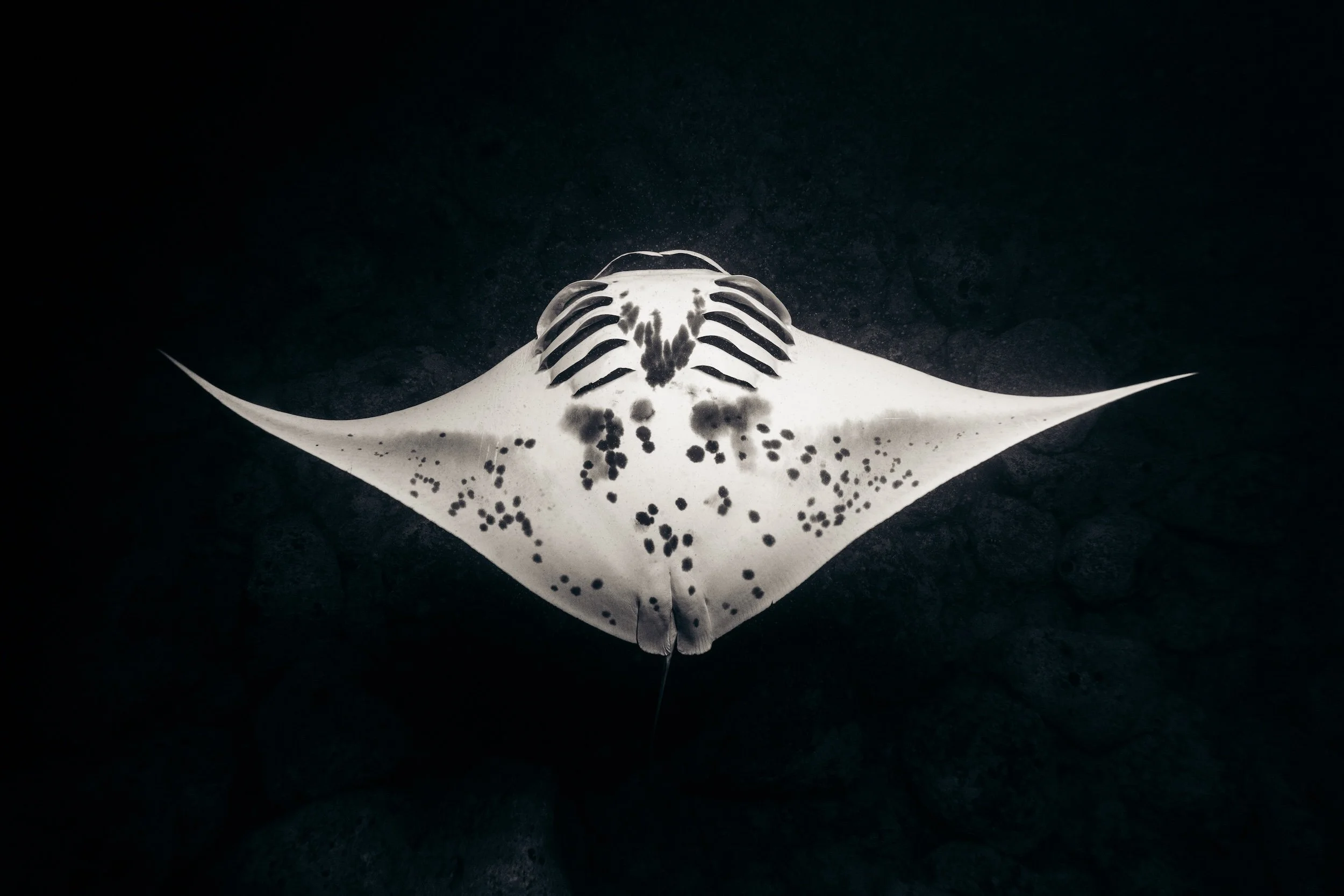 belly-manta.jpg